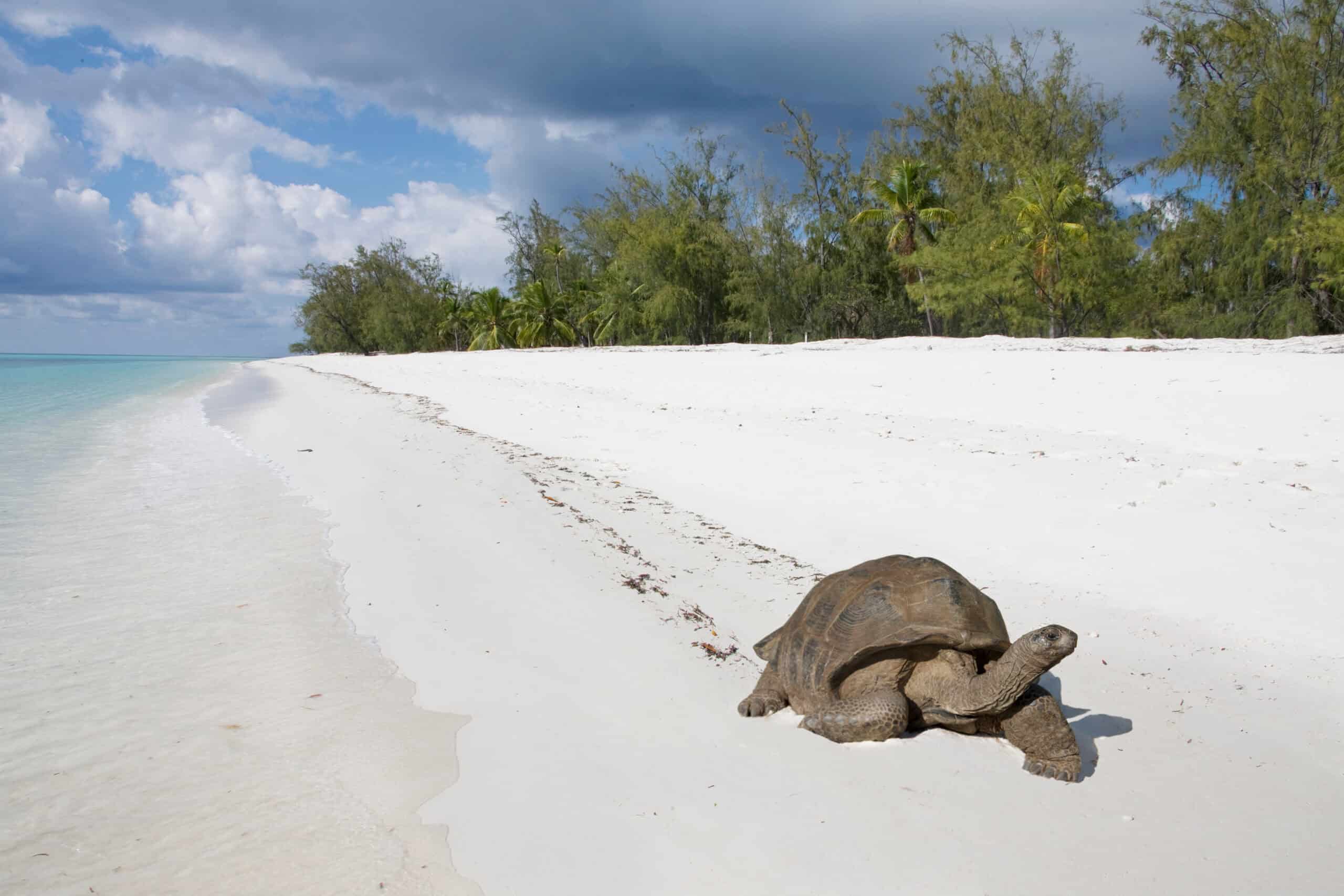 Aldabra Atoll, Seychelles