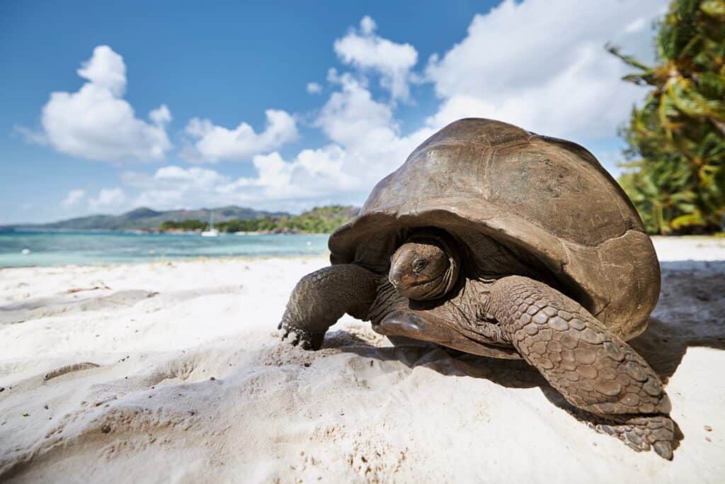 Aldabra Giant Tortoise