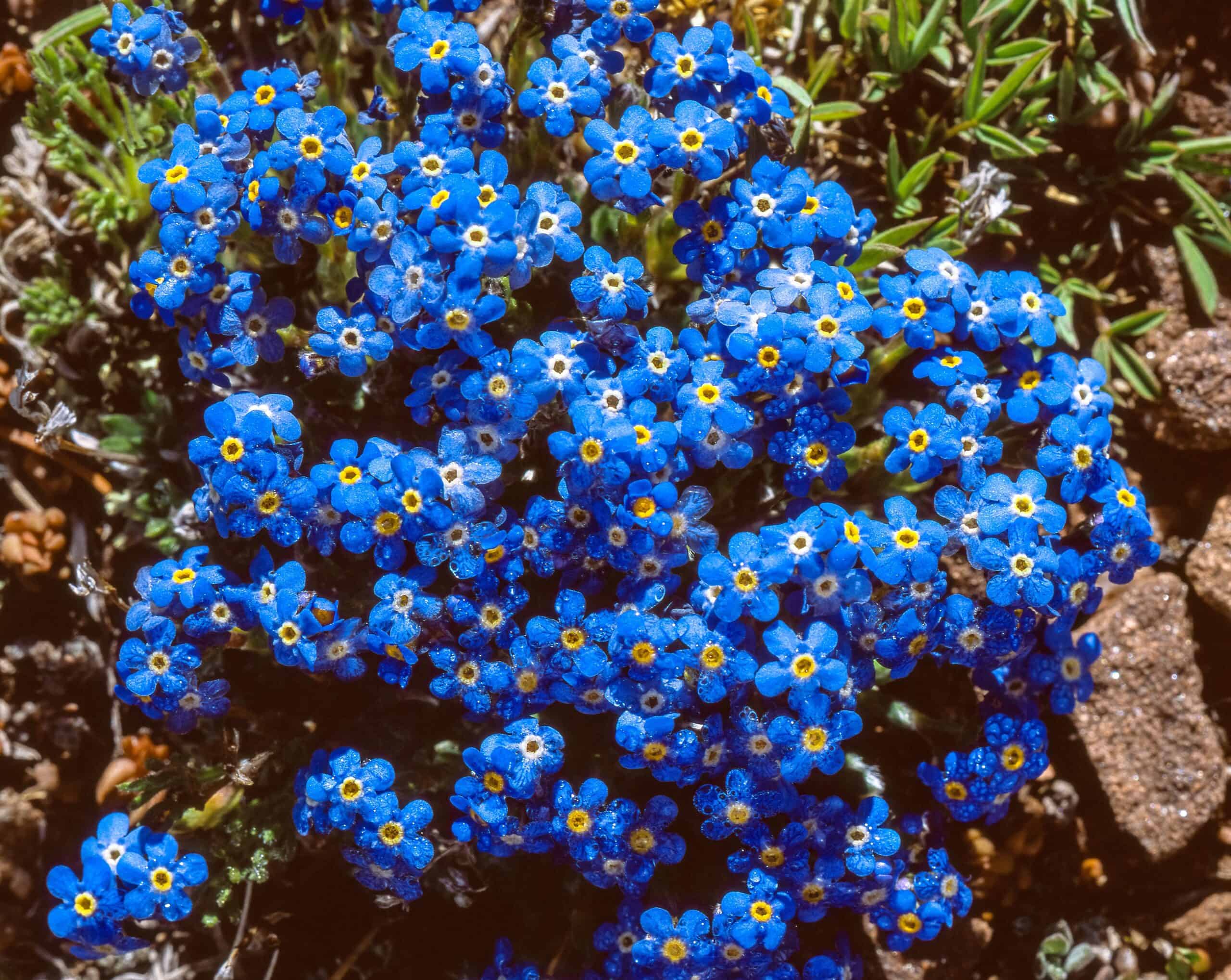 Alpine Forget-Me-Not