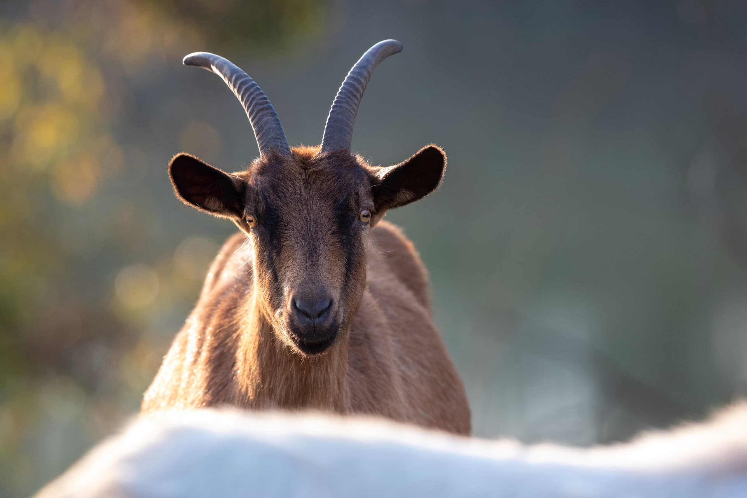 Alpine Goats