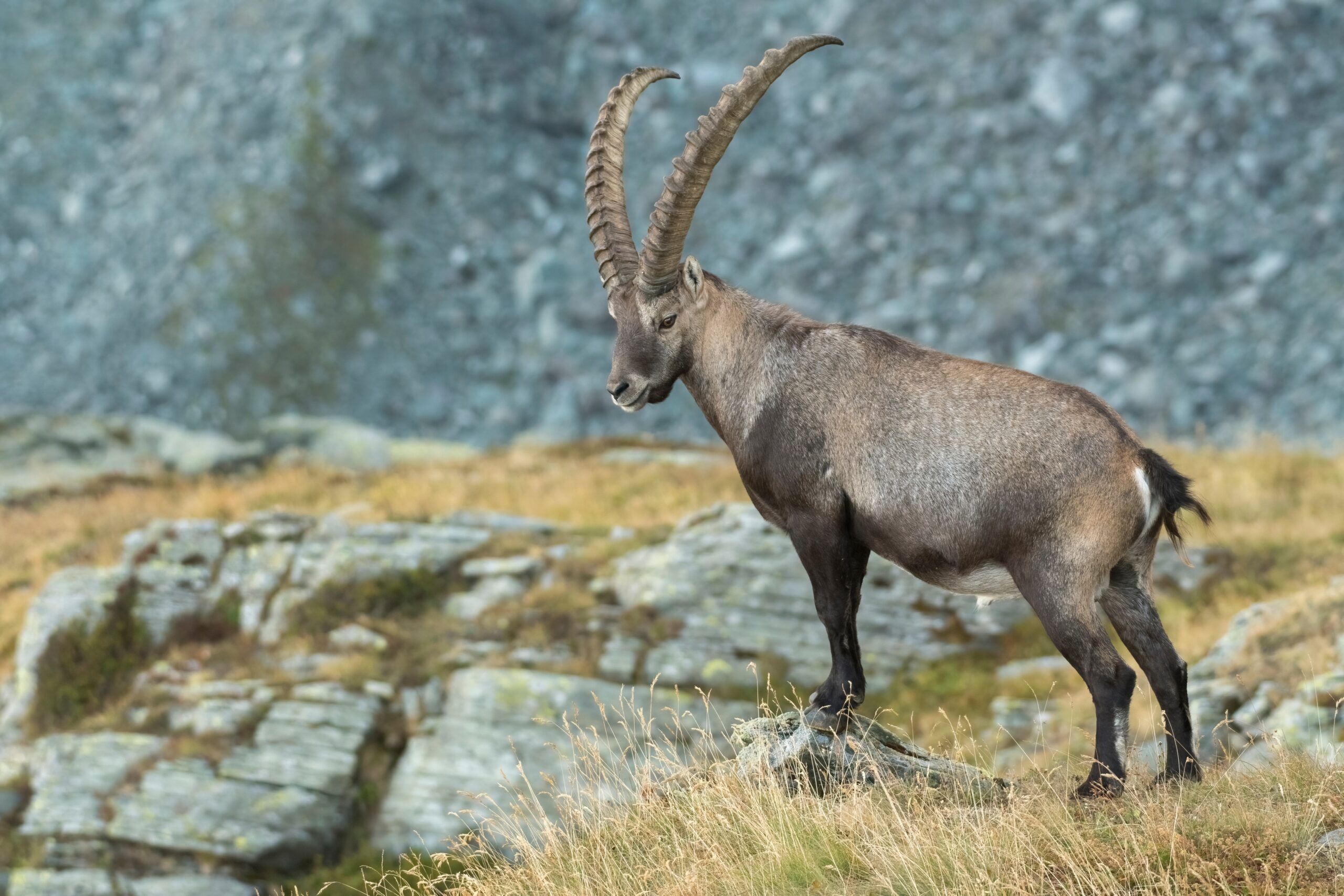 Alpine Ibex