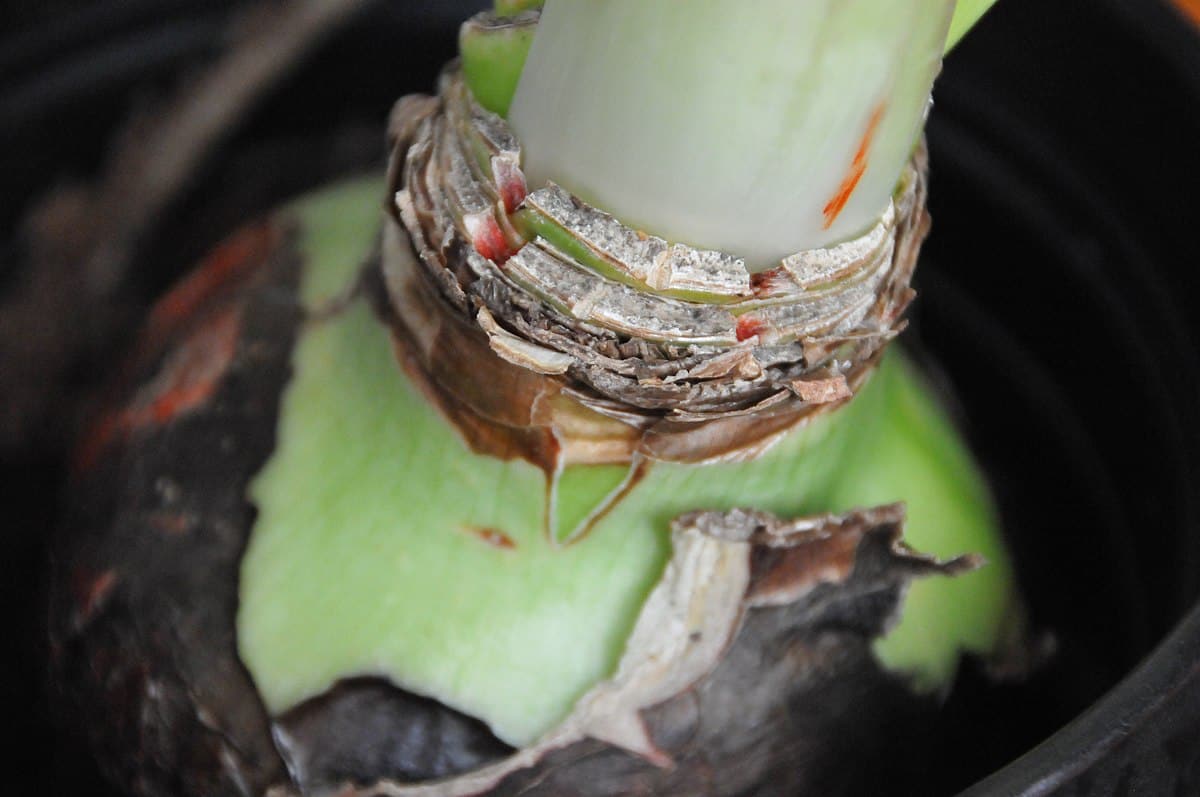 Amaryllis Sumatra bulb