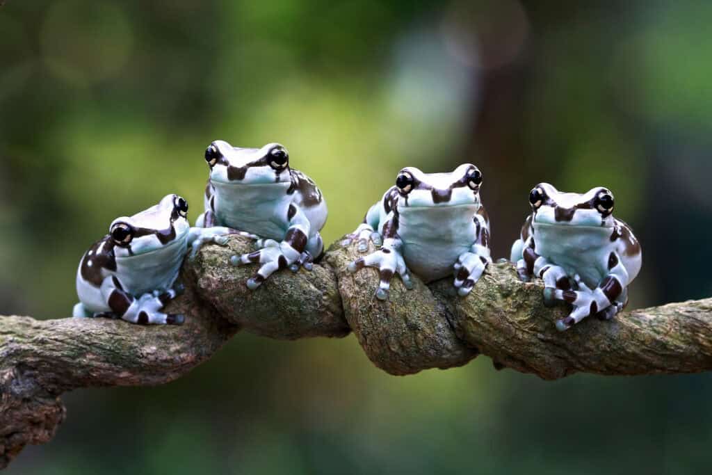 Amazon Milk Frog