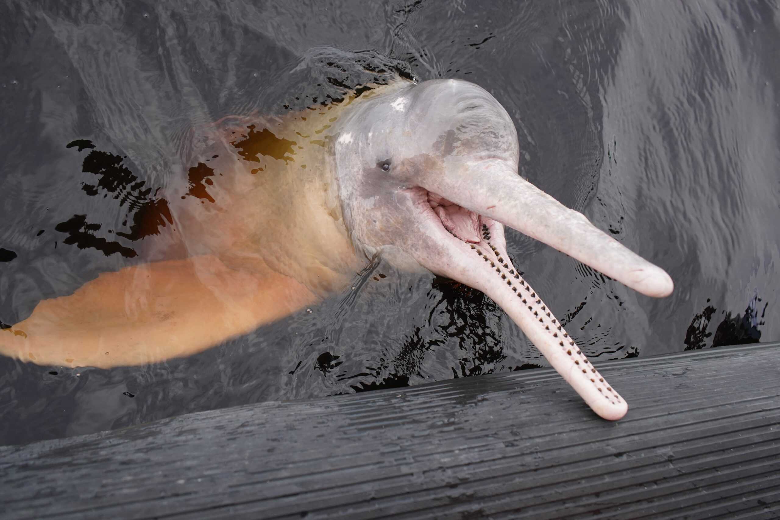 Amazon River Dolphin