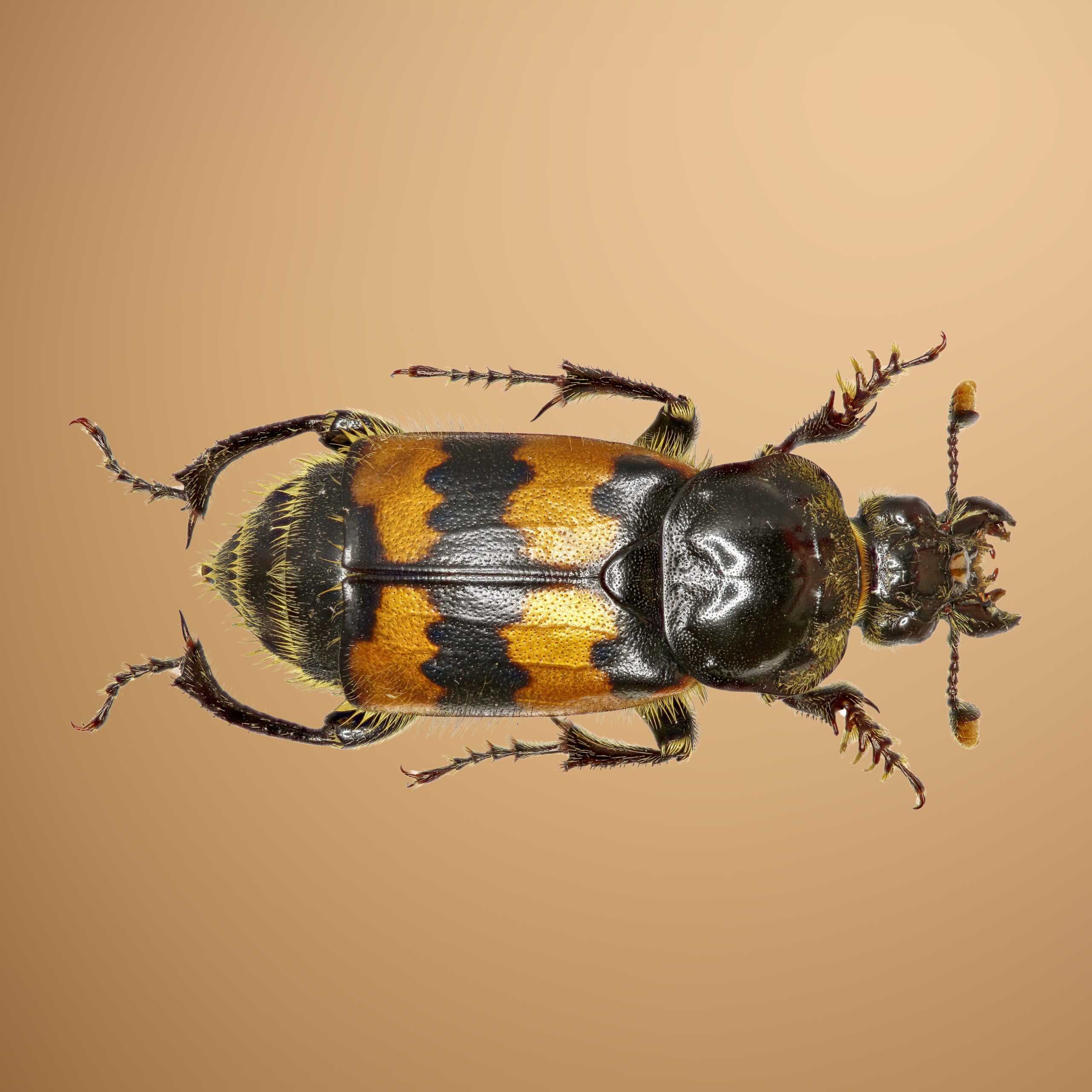 American Burying Beetle