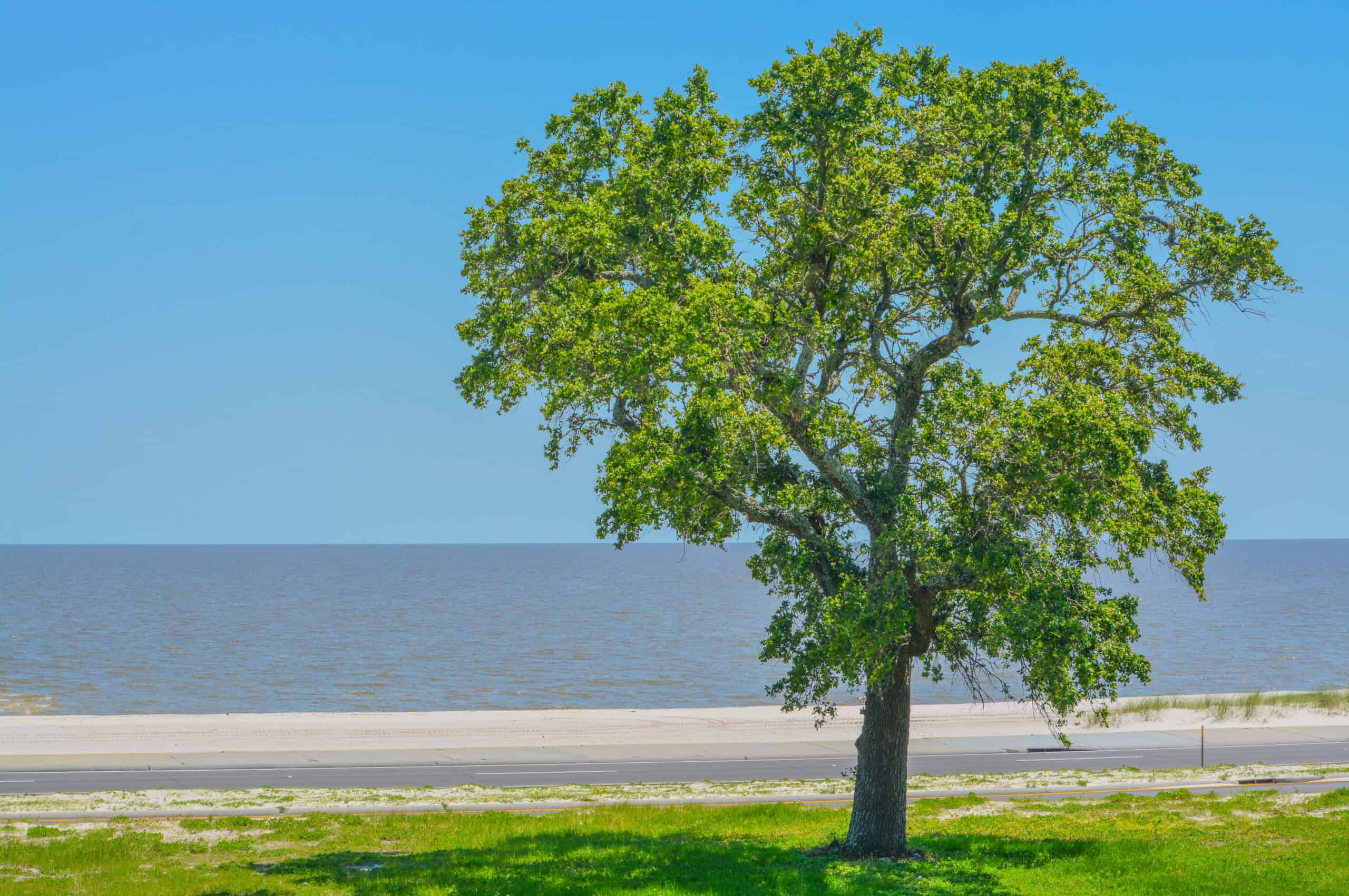 American Elm (Ulmus americana)