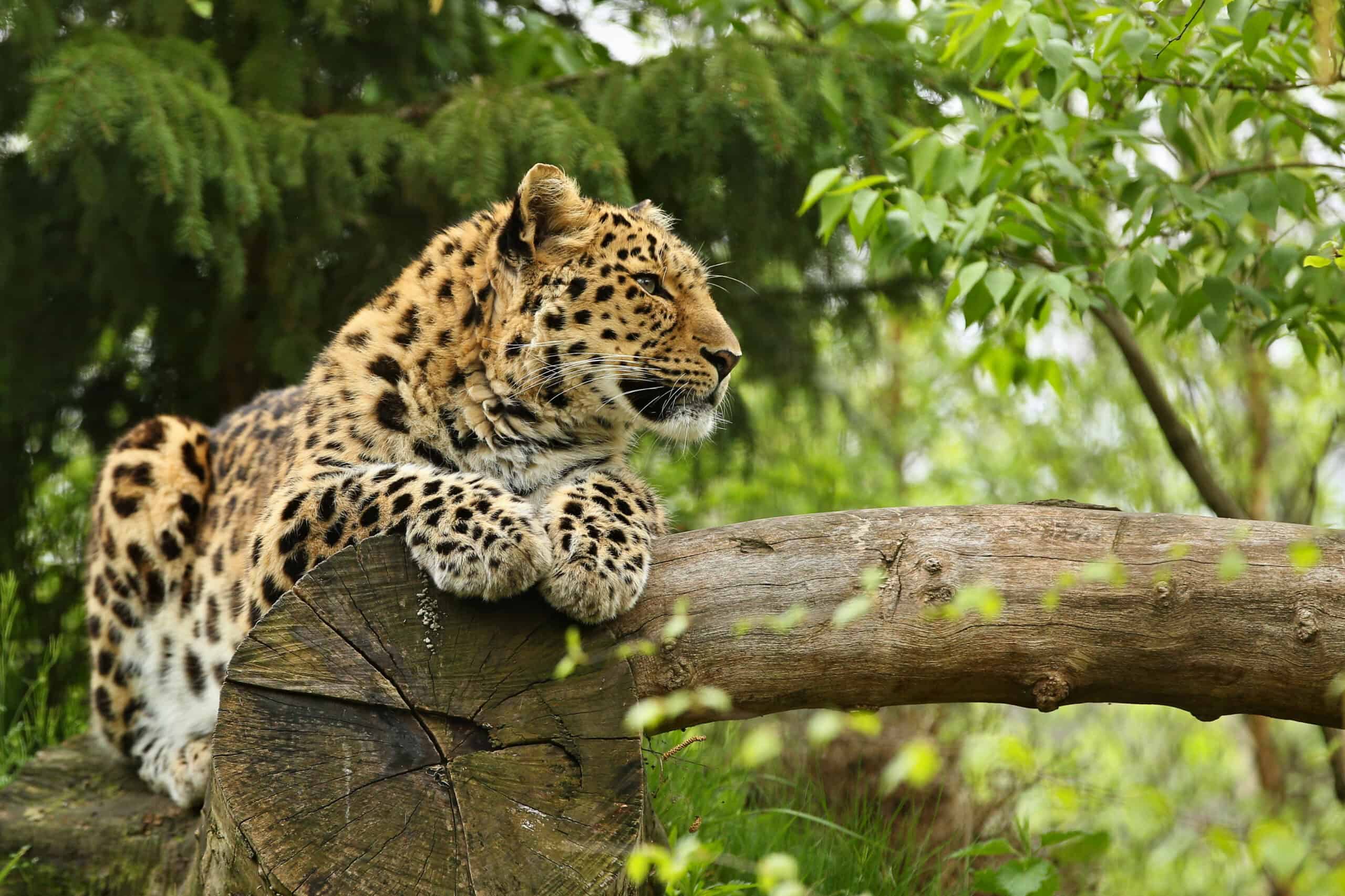 Amur Leopard