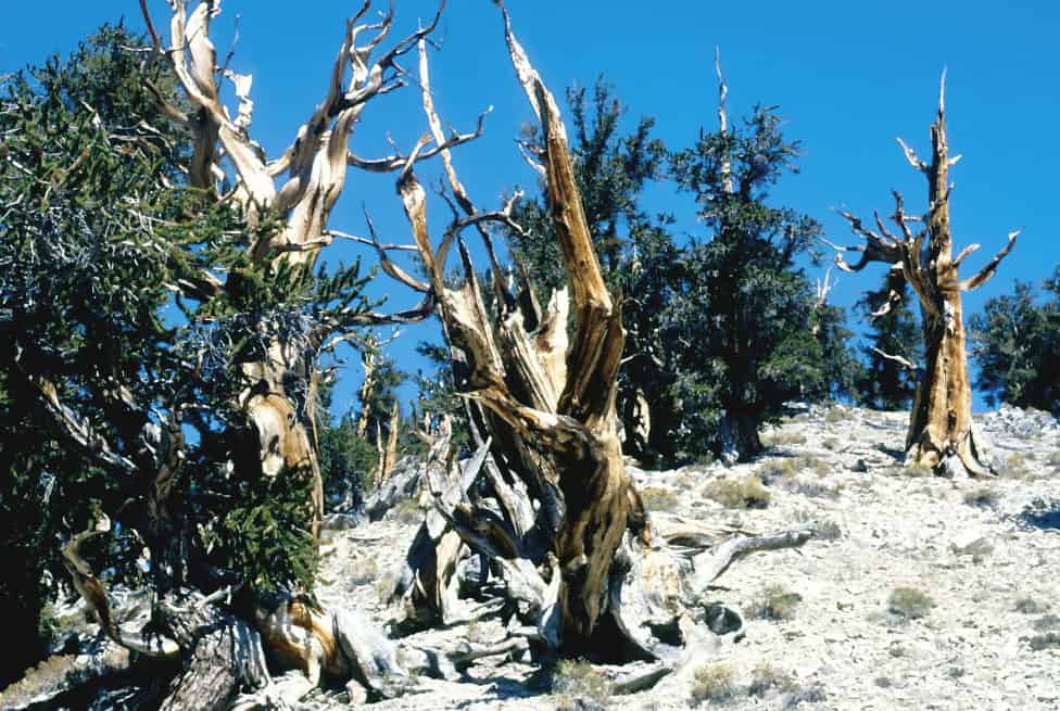 Ancient Bristlecone Pine Forest, California, USA