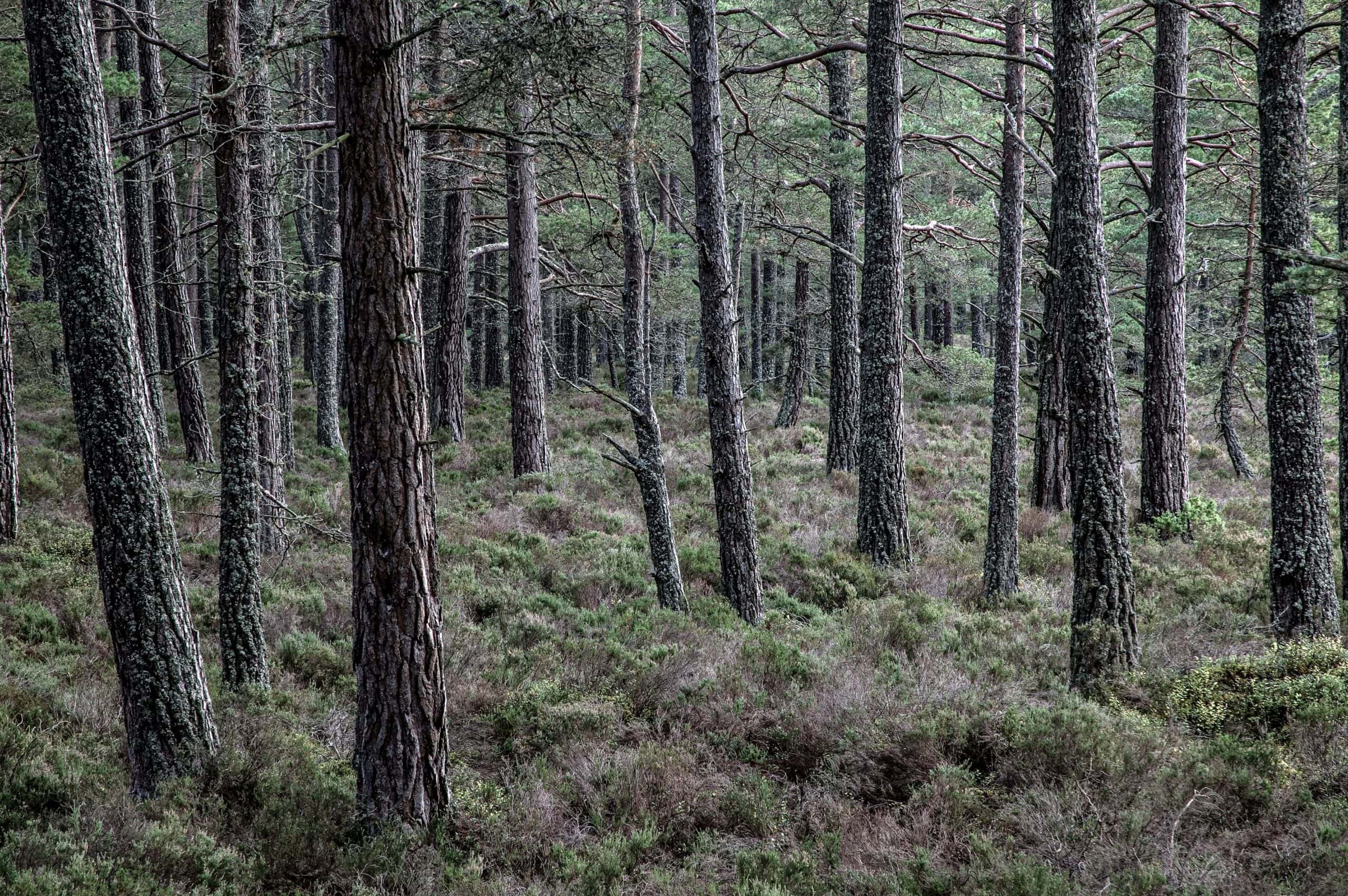 Ancient Caledonian Forest, Scotland