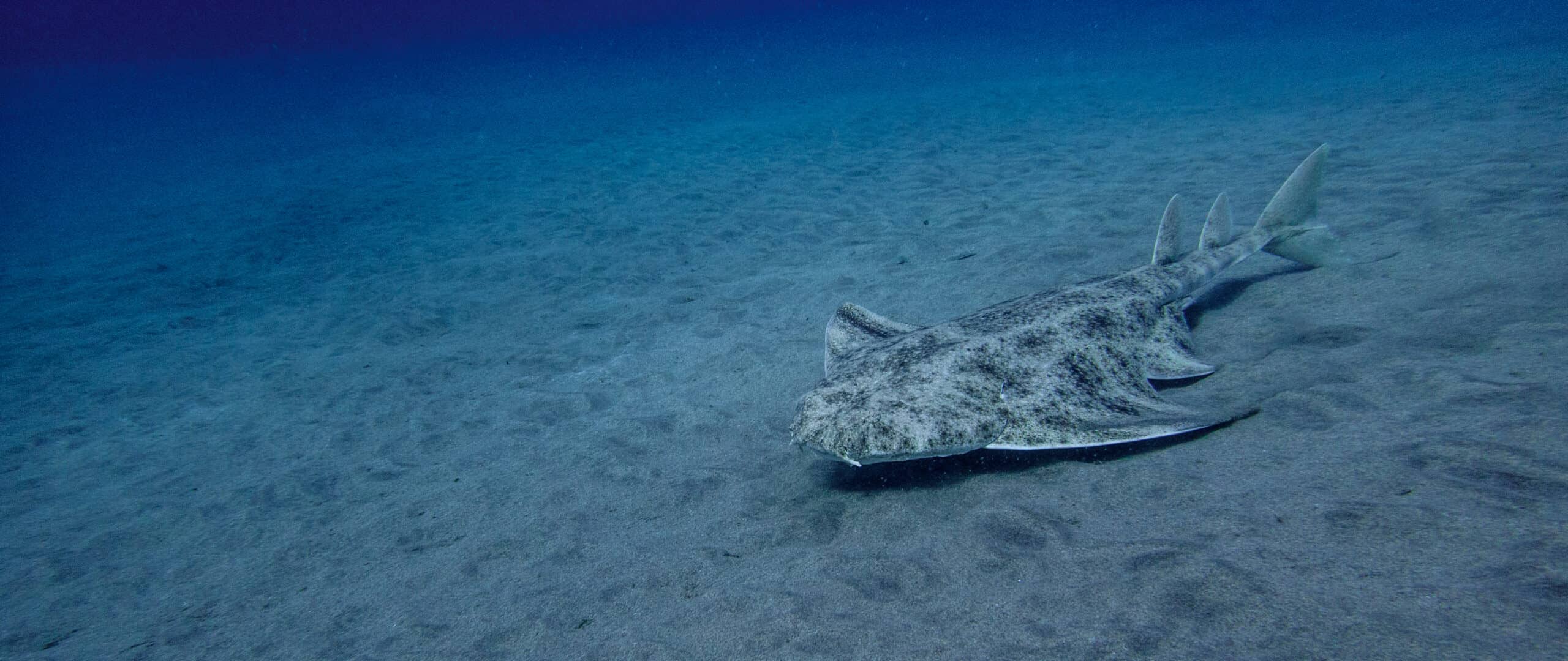 Angelshark