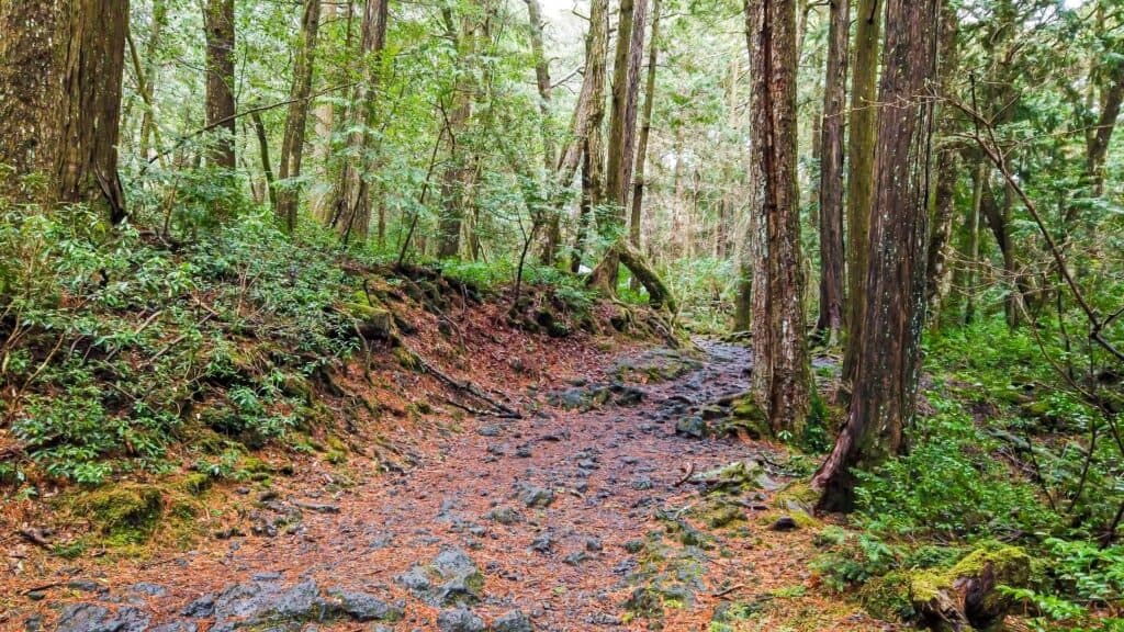 Aokigahara Forest, Japan