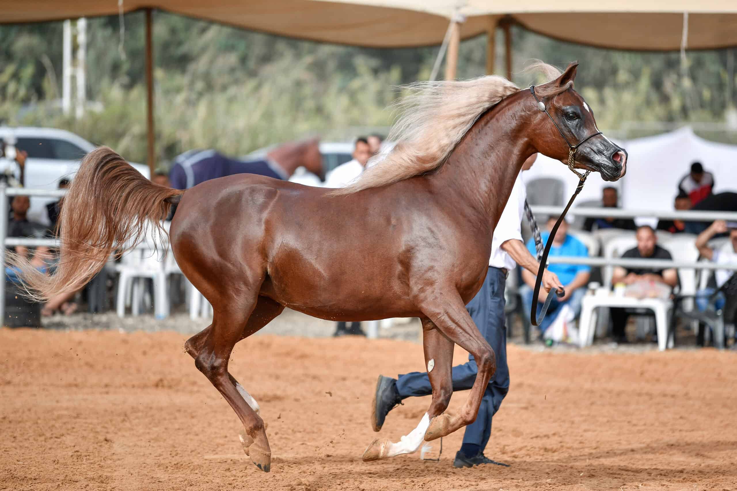 Arabian Horse