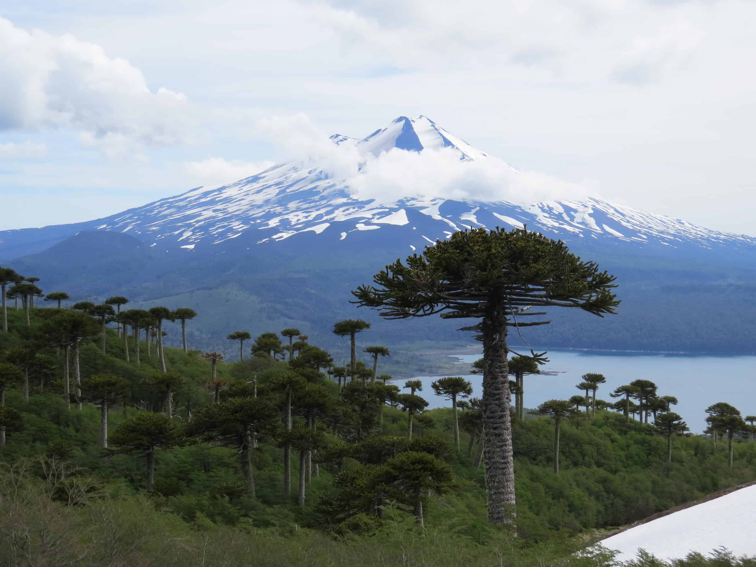 Araucaria Forest, Chile