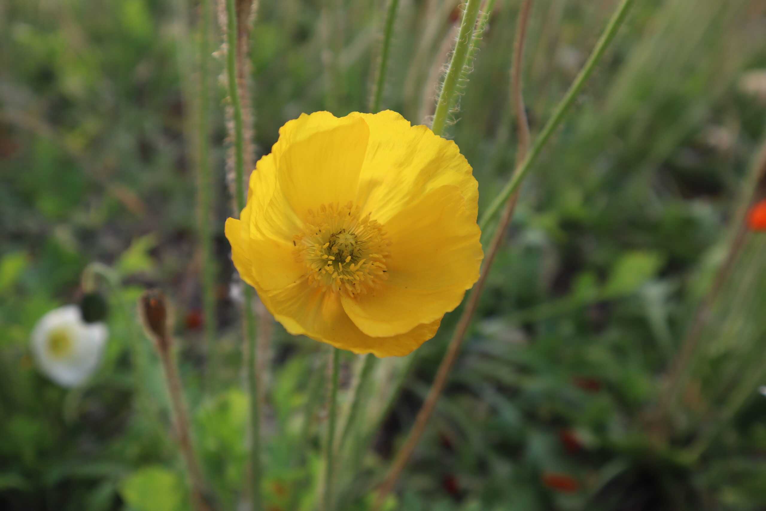 Arctic Poppy