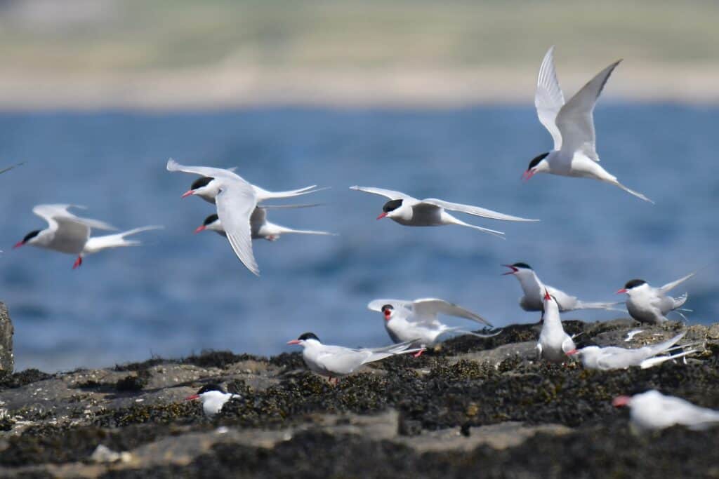 Arctic Tern