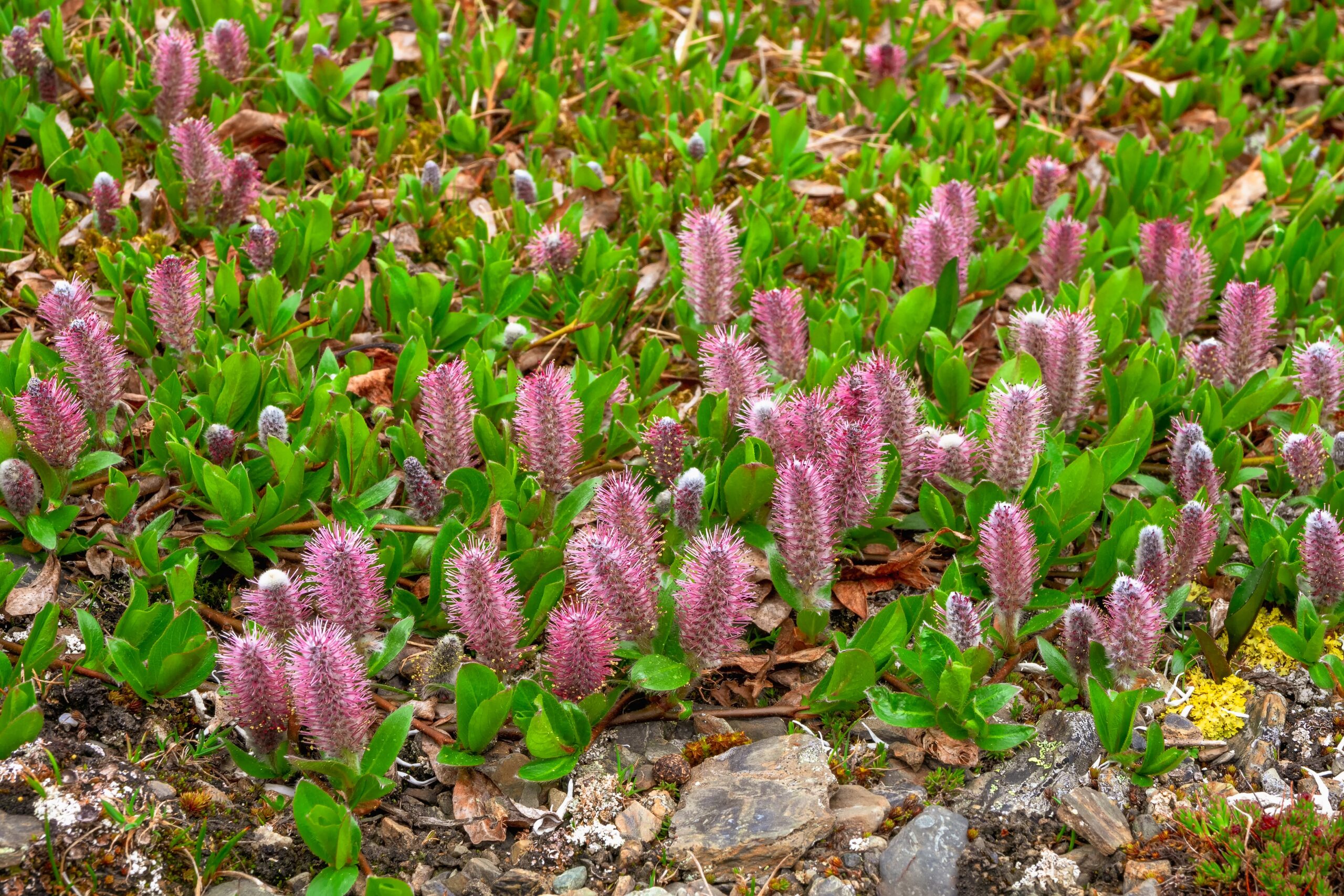 Arctic Willow