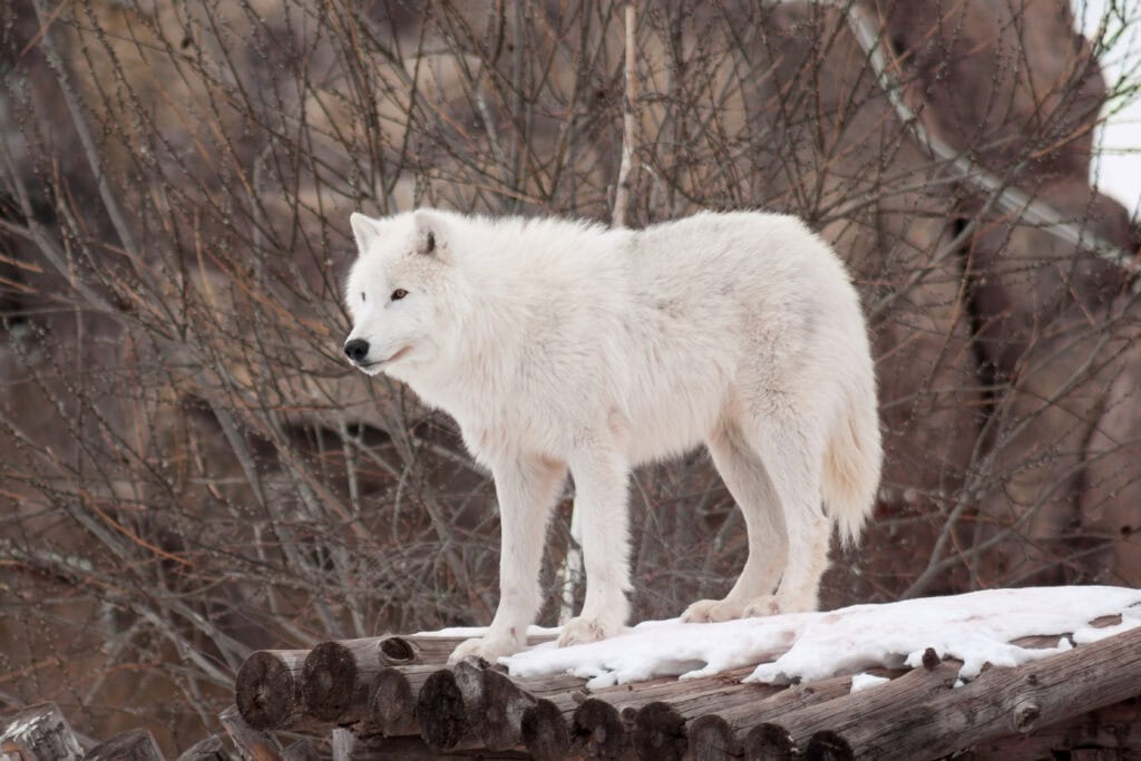 Arctic Wolf