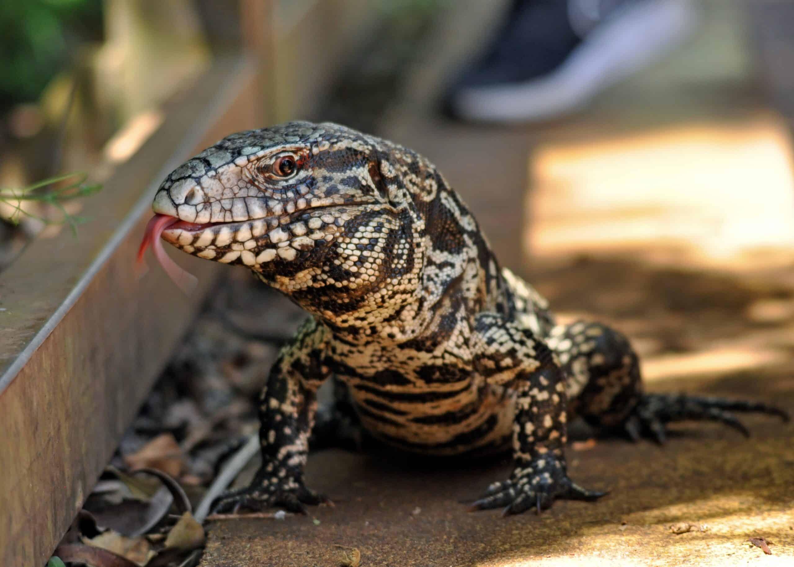 Argentine Black and White Tegu (Salvator merianae)