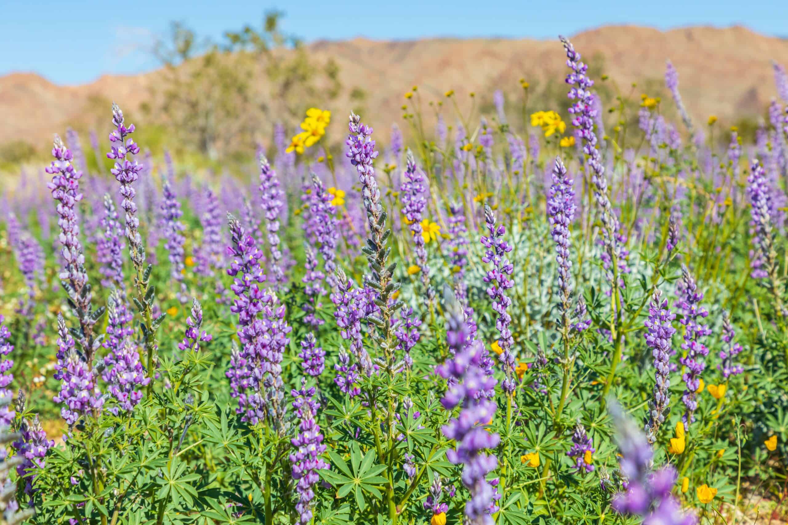 Arizona Lupine