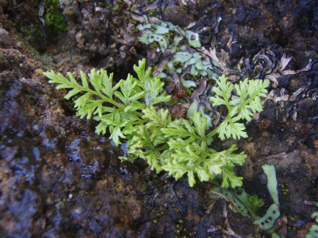 Ascension Island Parsley Fern (Anogramma ascensionis)