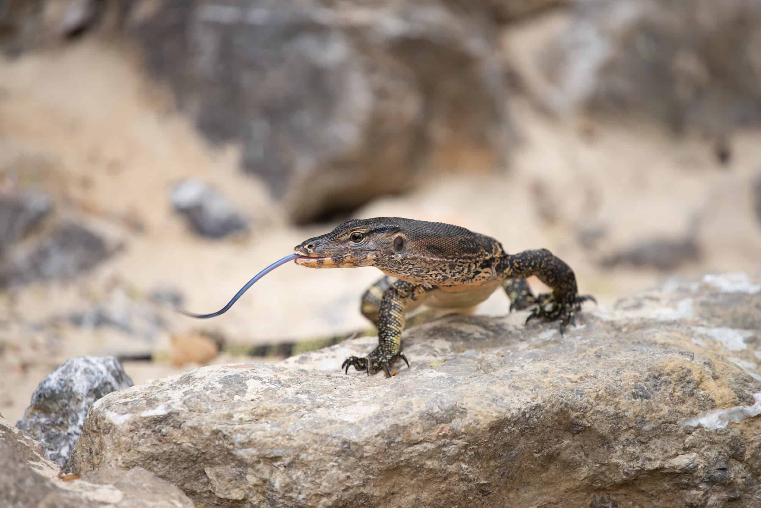 Asian Water Monitor (Varanus salvator)