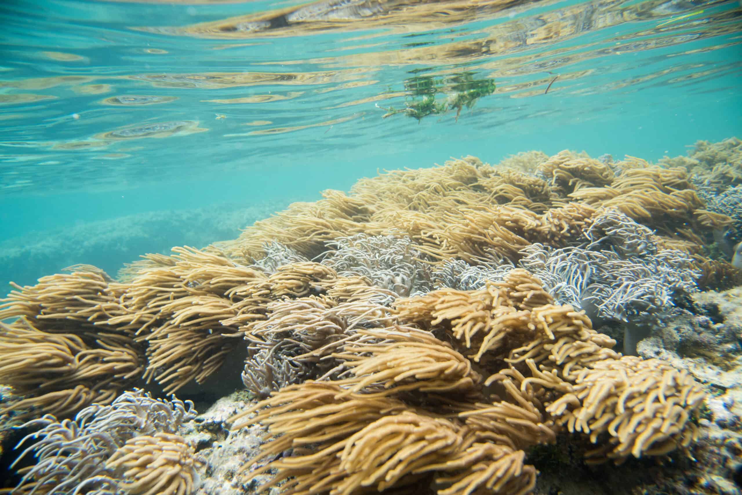 Astrolabe Reef, Fiji