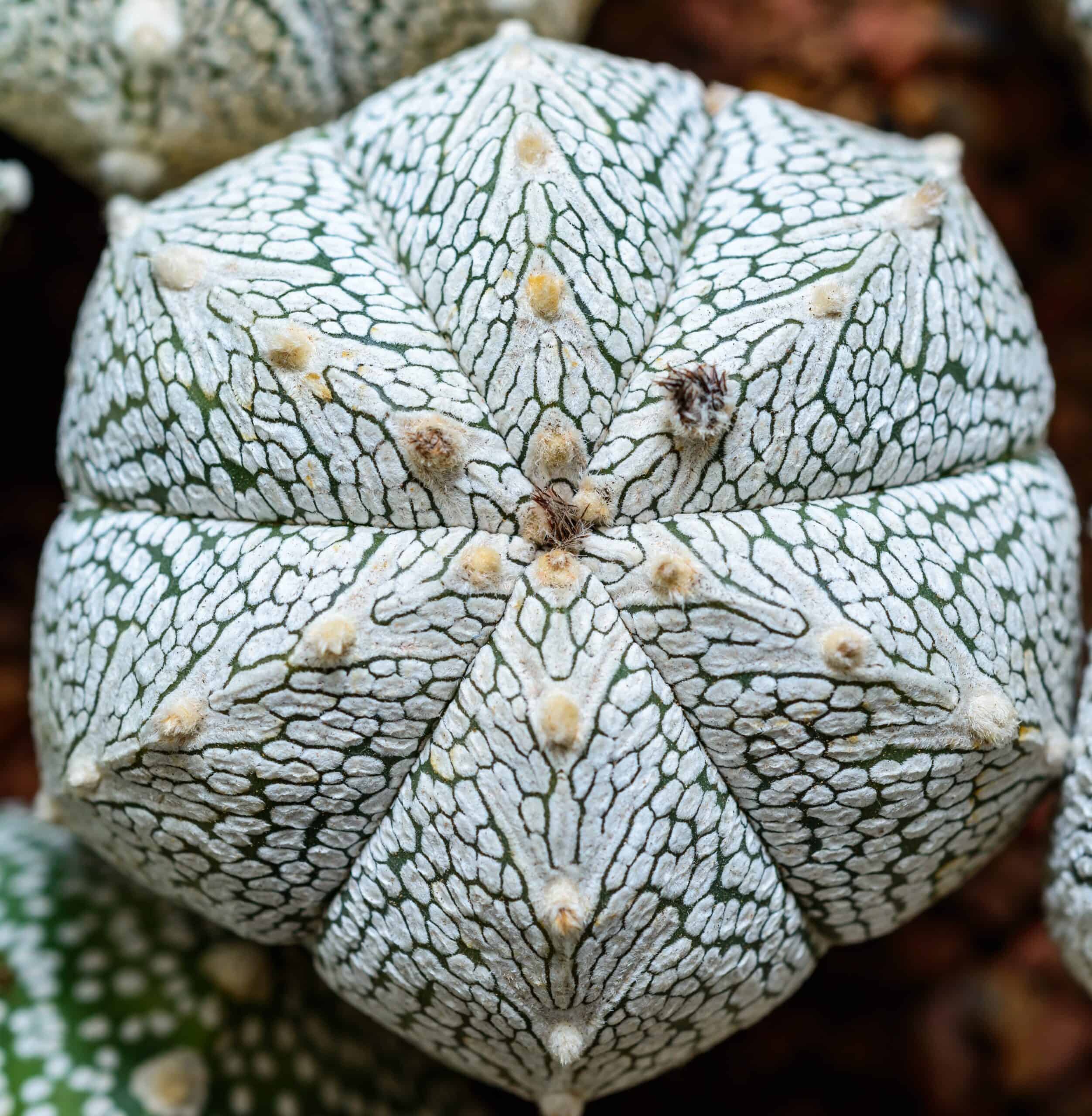 Astrophytum asterias 'Super Kabuto'