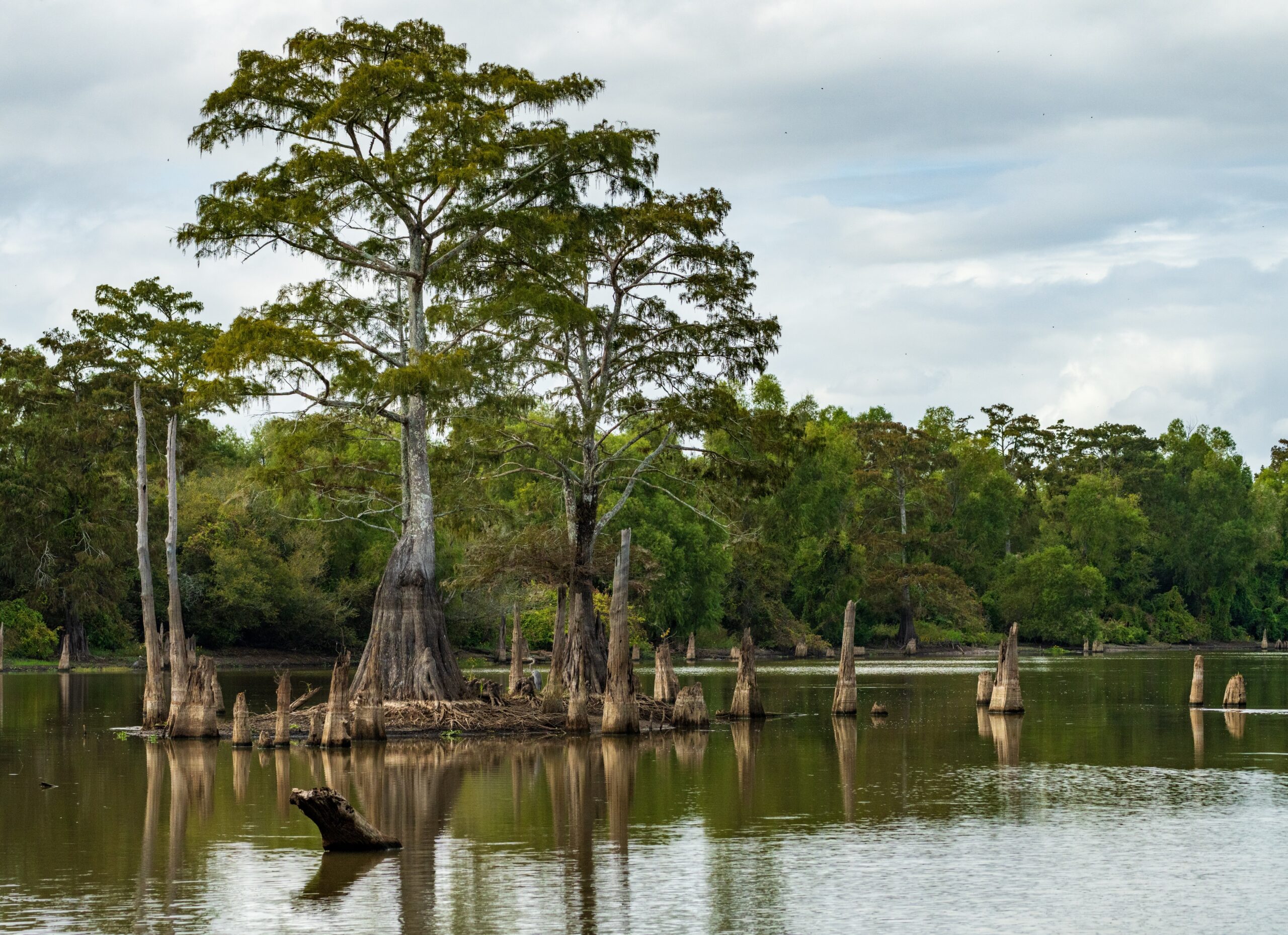 Atchafalaya Basin, Louisiana, USA