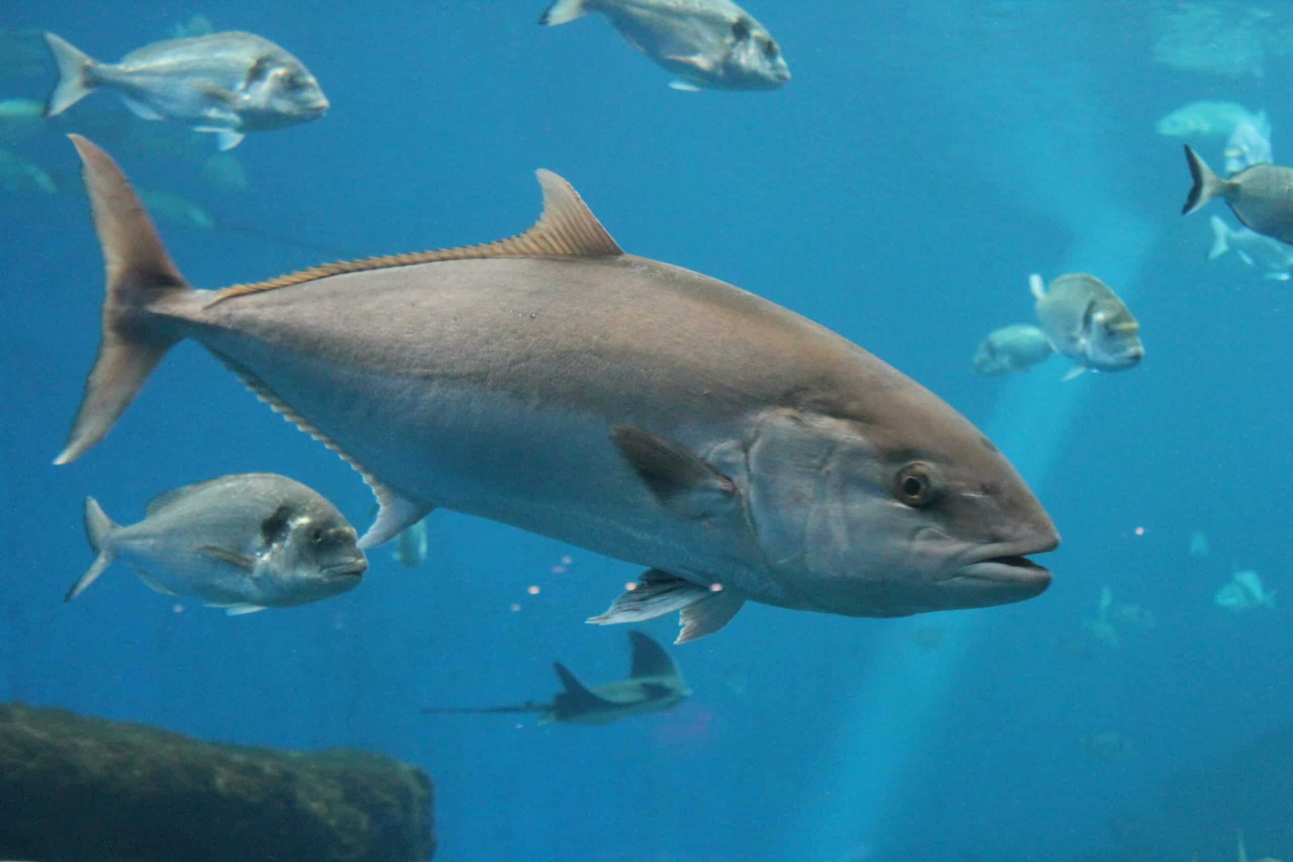 Atlantic Bluefin Tuna