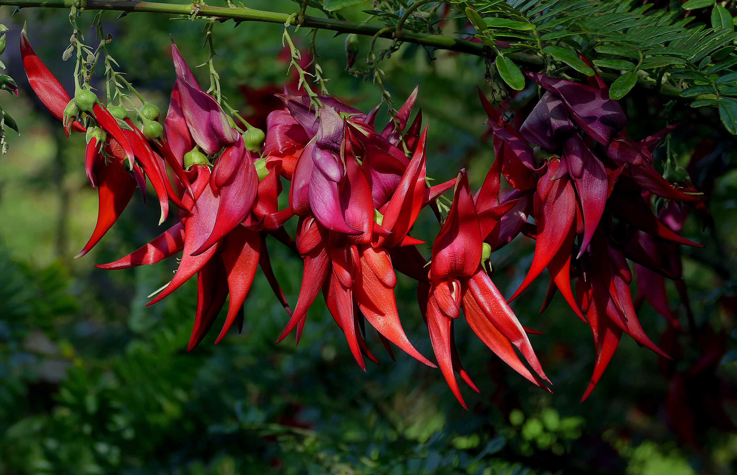 Auckland Island Kākā Beak (Clianthus puniceus)