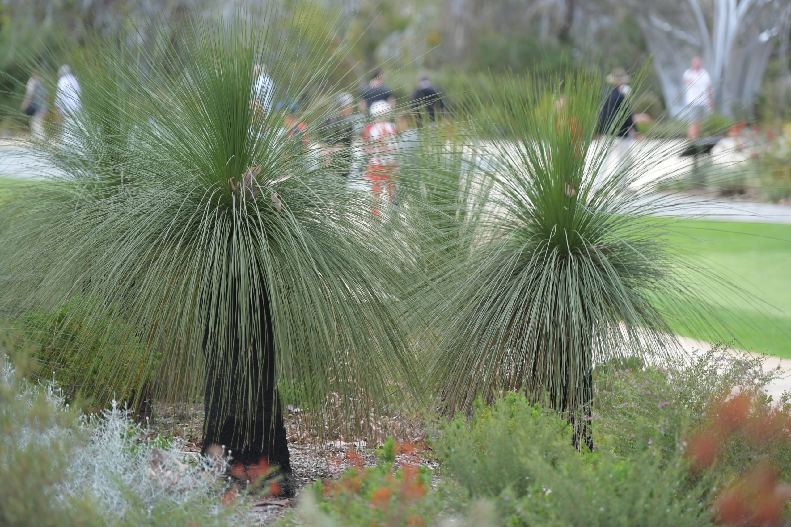 Australian Grass Tree