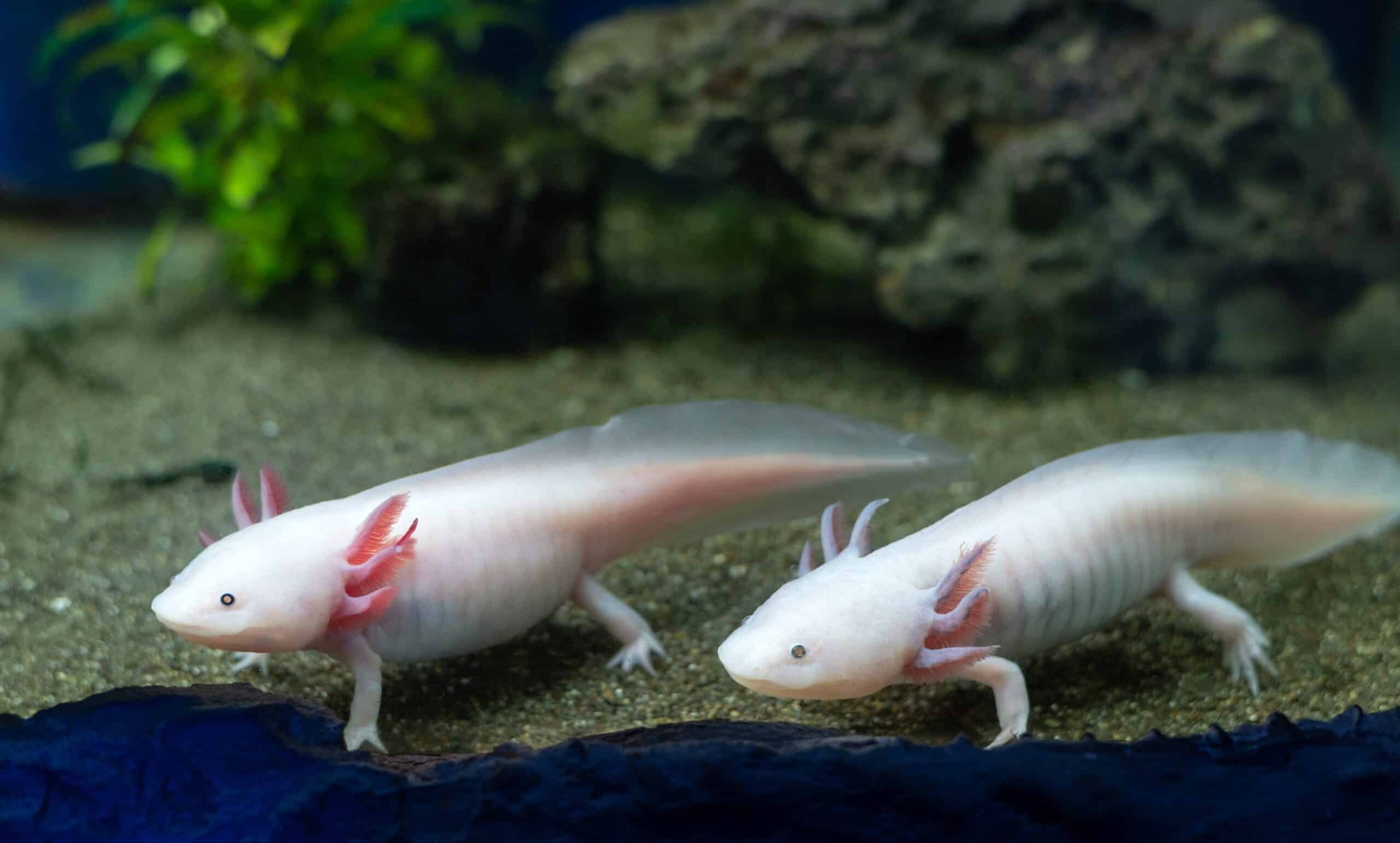 Axolotl