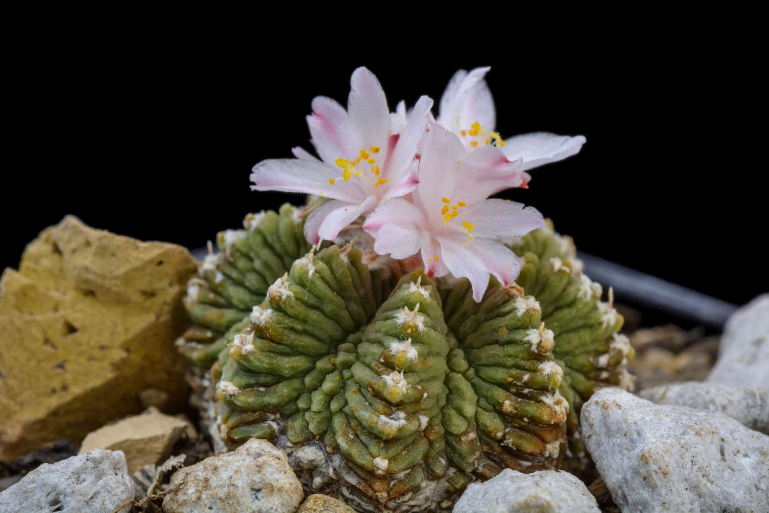 Aztekium (Aztekium ritteri)