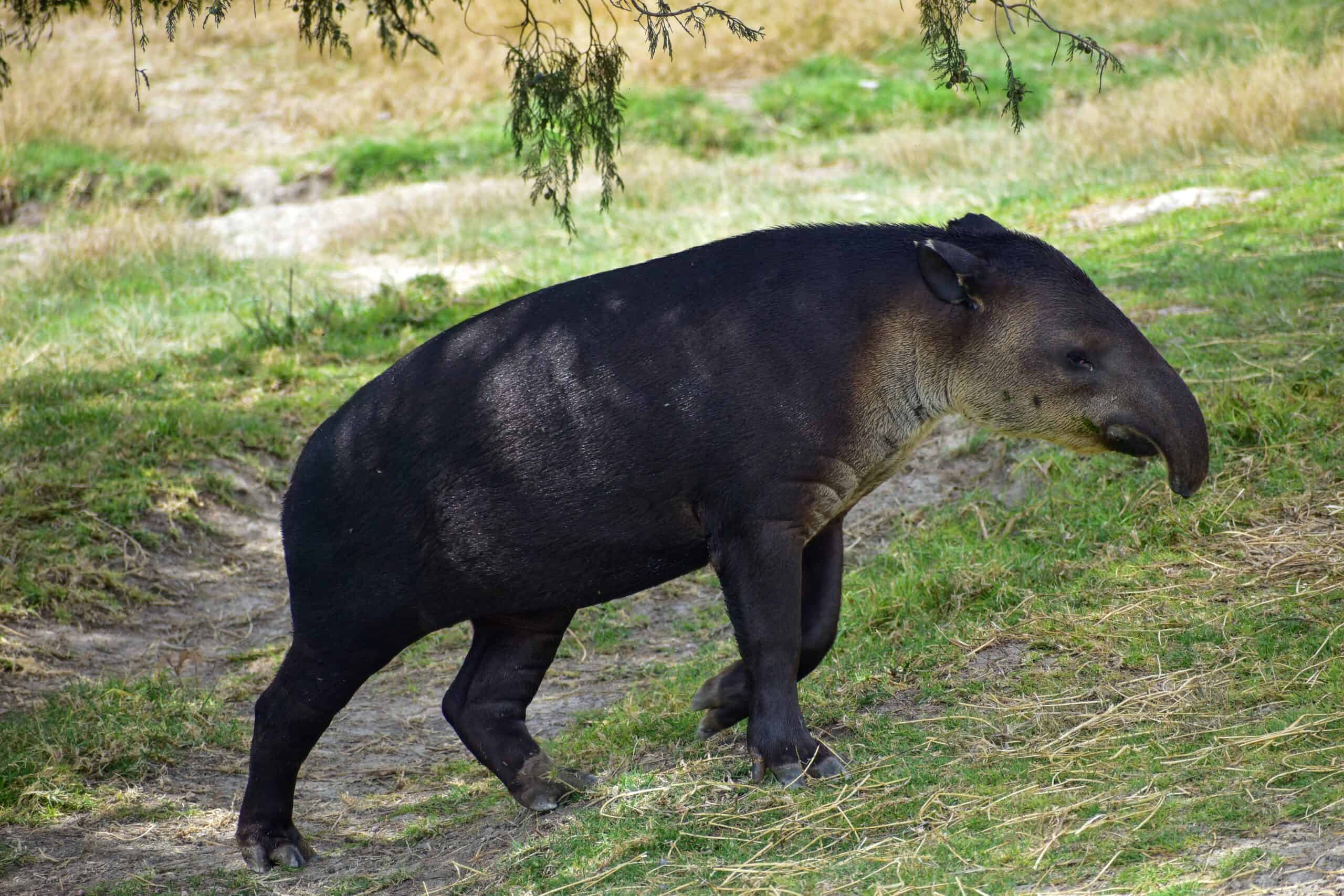 Baird's Tapir