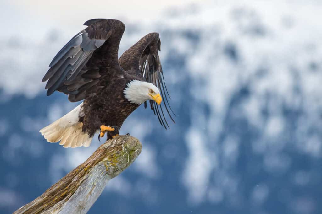 Bald Eagle