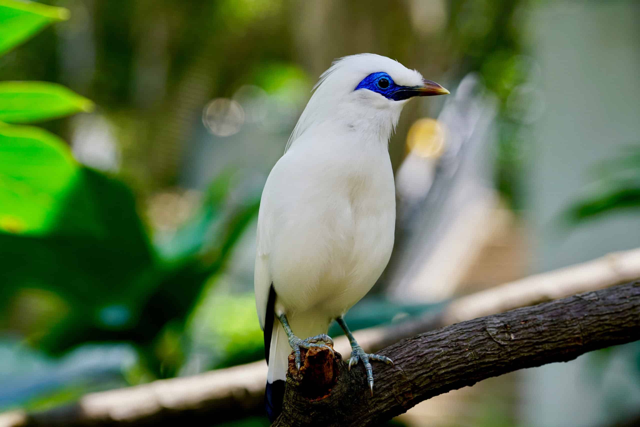 Bali Myna