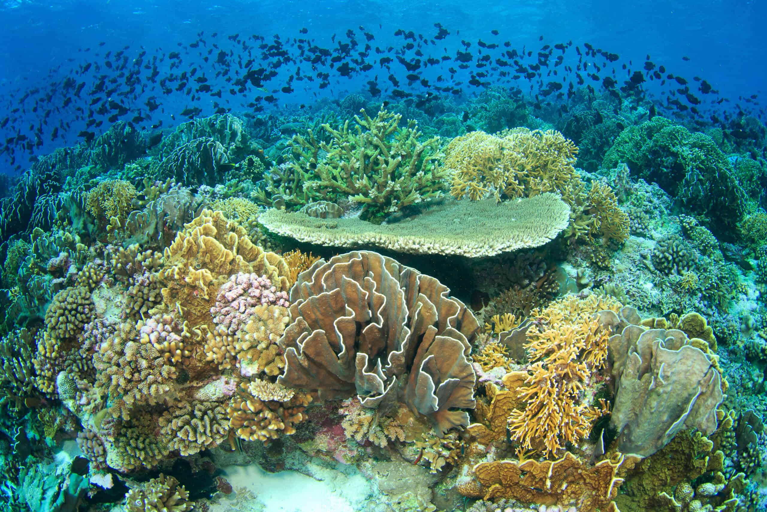 Banda Sea Reefs, Indonesia