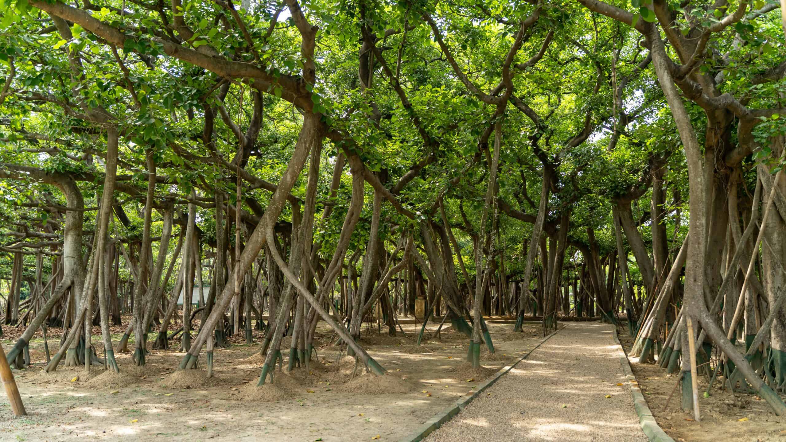 Banyan Tree (Ficus benghalensis)