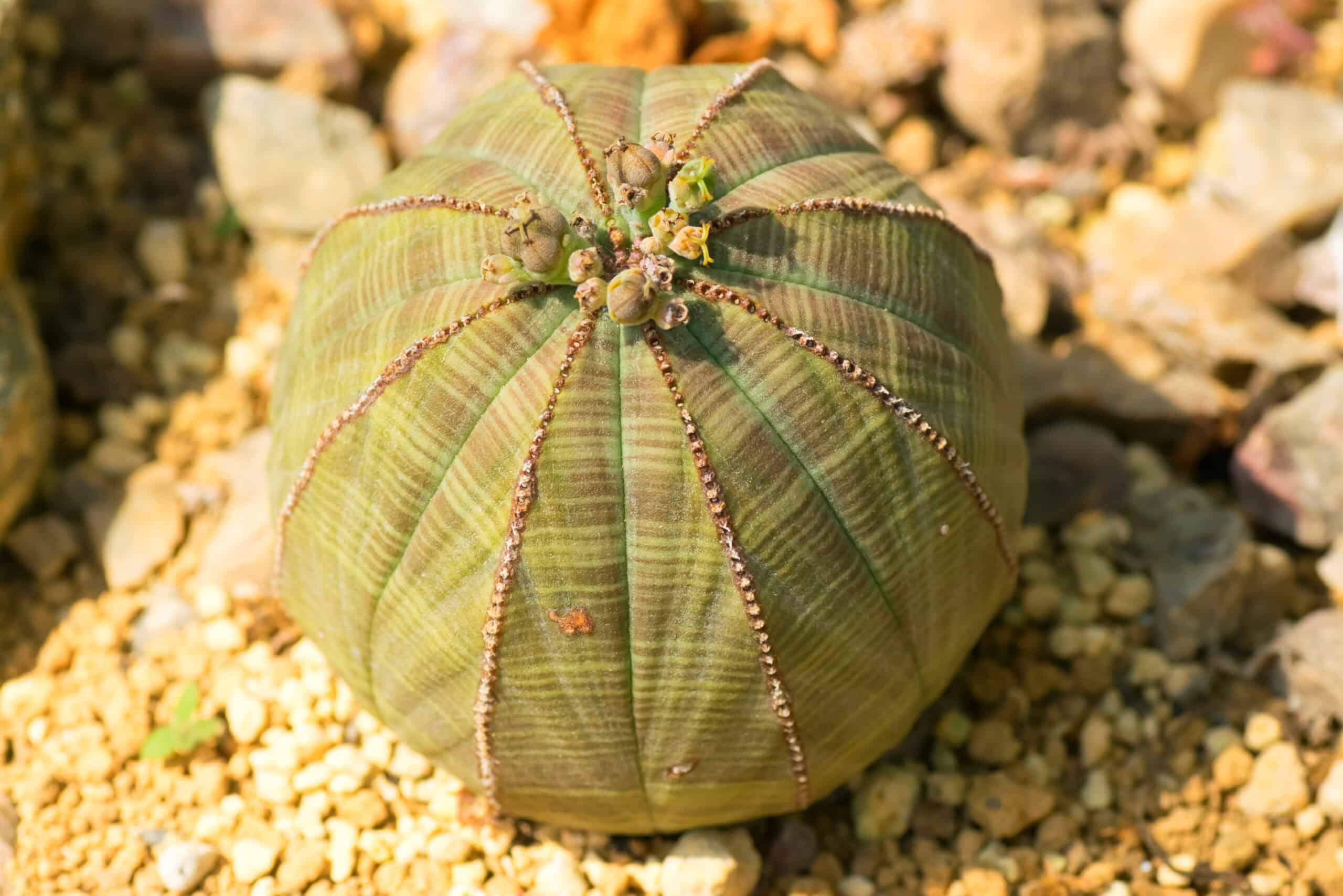 Baseball Plant (Euphorbia obesa)