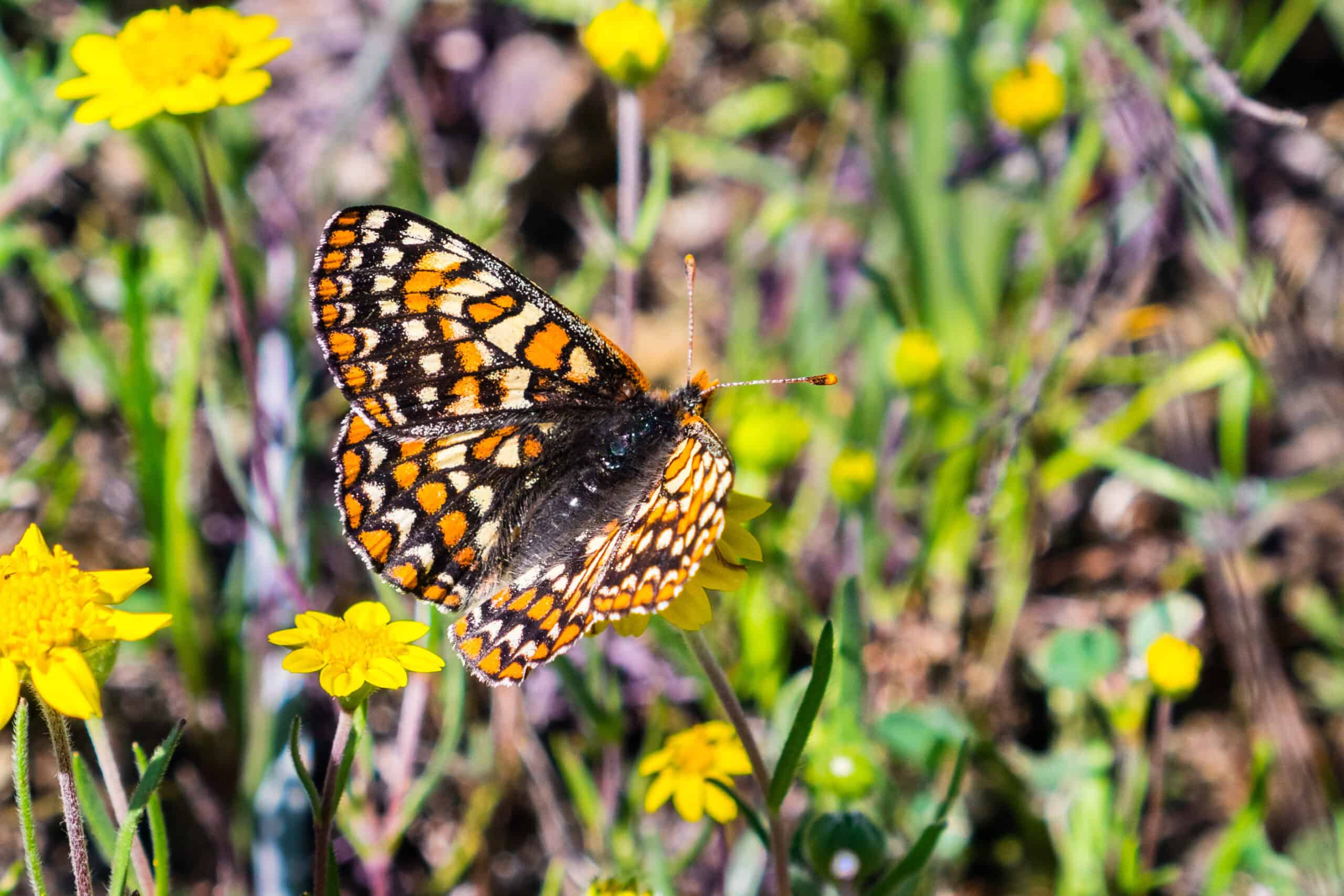 Bay Checkerspot Butterfly