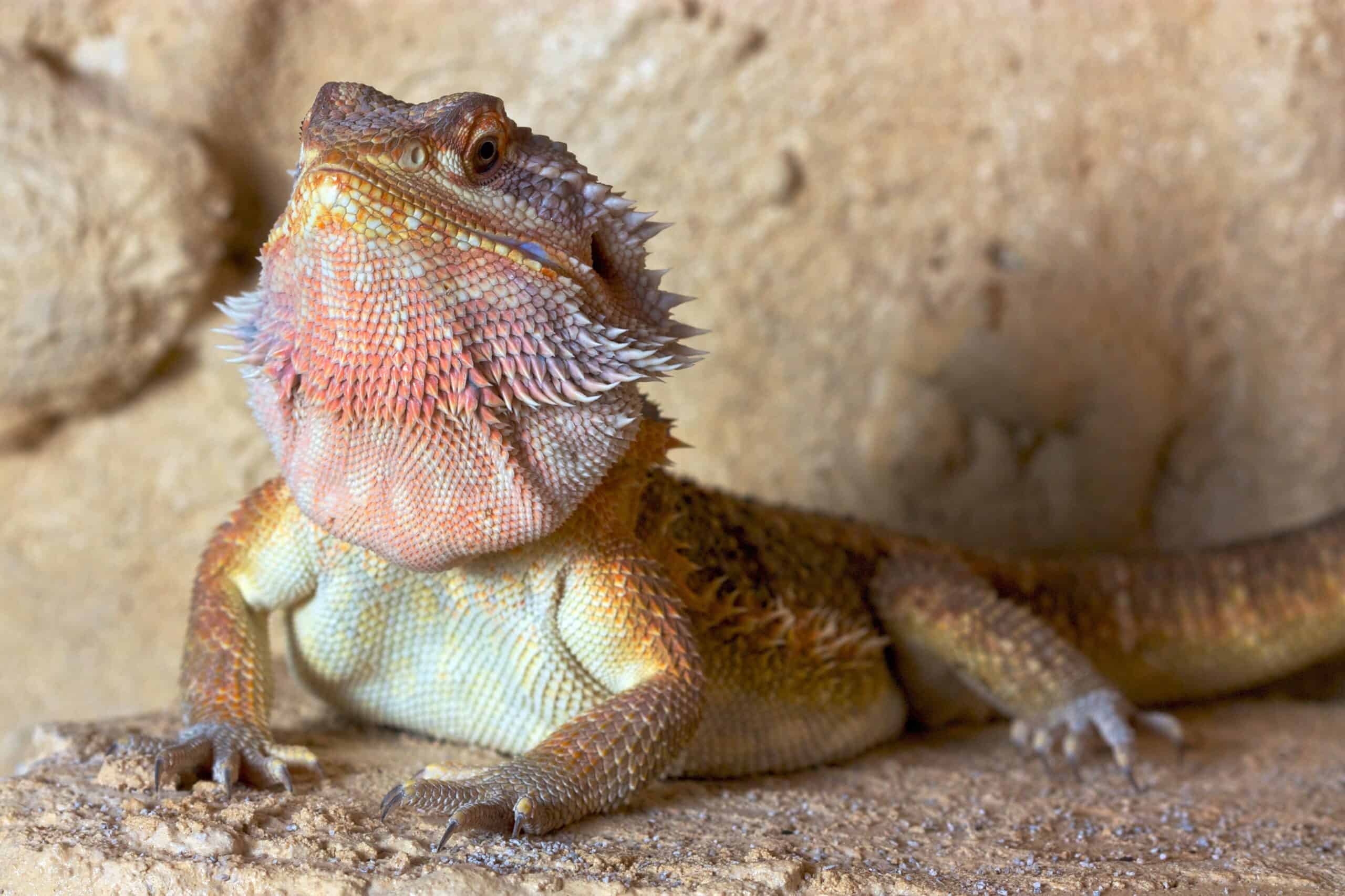 Bearded Dragon (Pogona vitticeps)