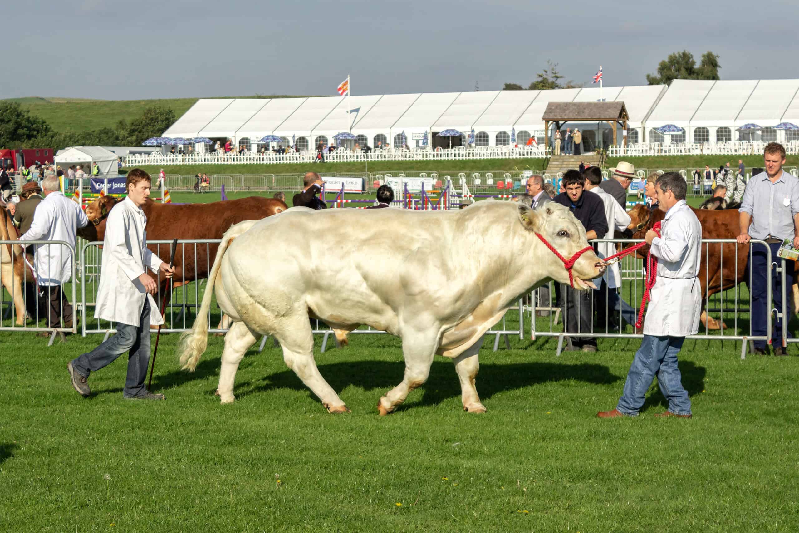 Belgian Blue Bull