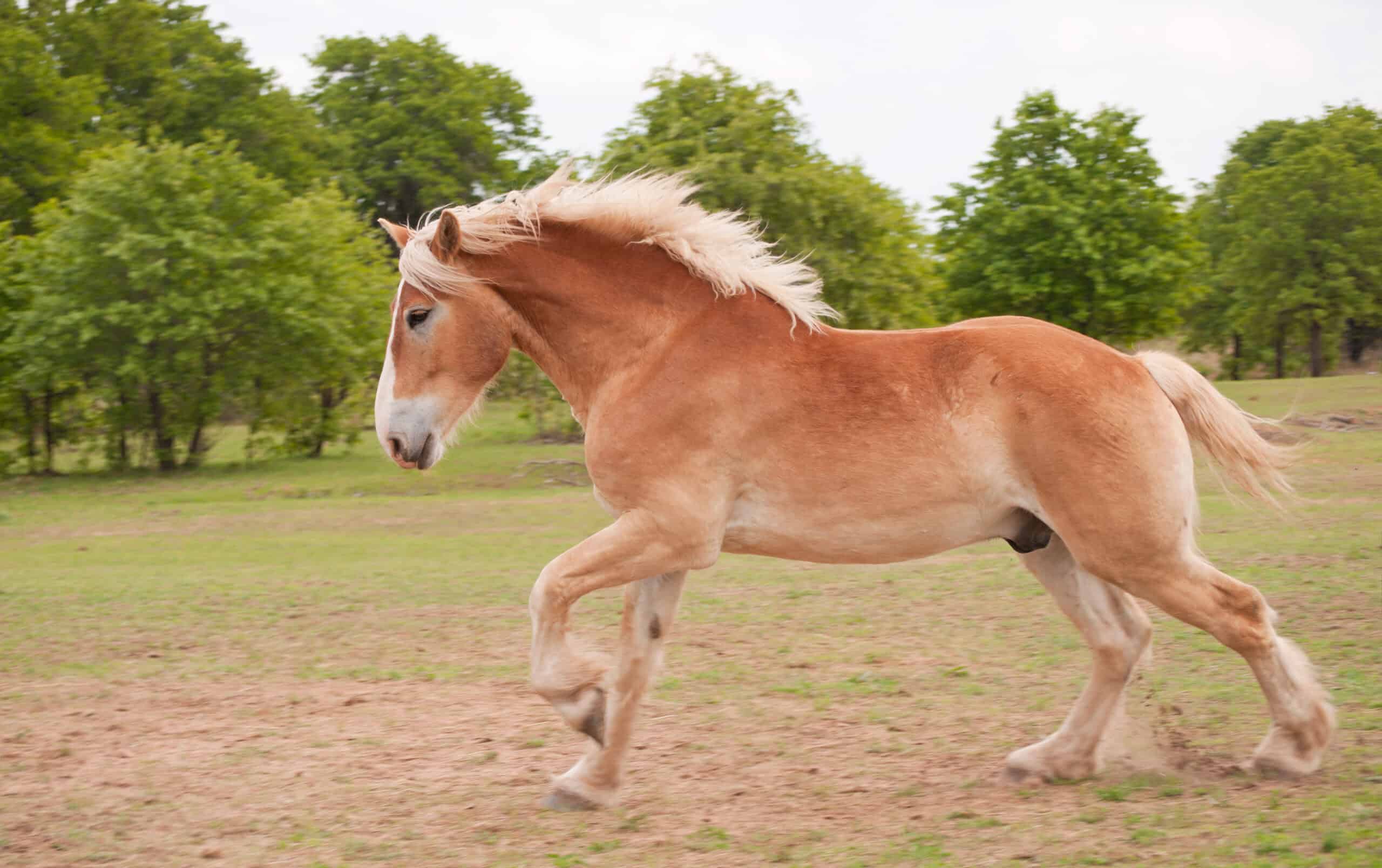 Belgian Draft Horse