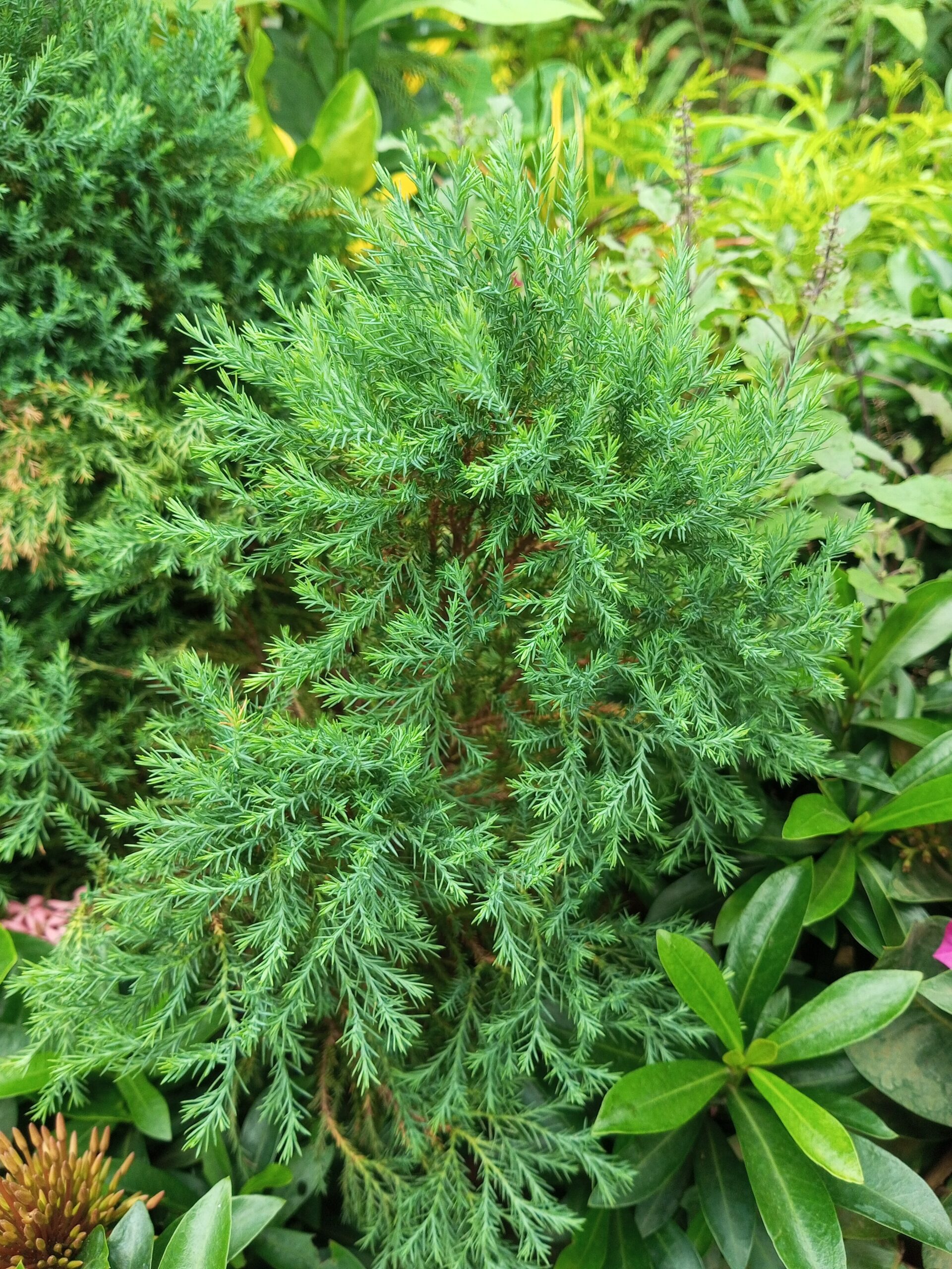 Bermuda Cedar (Juniperus bermudiana)