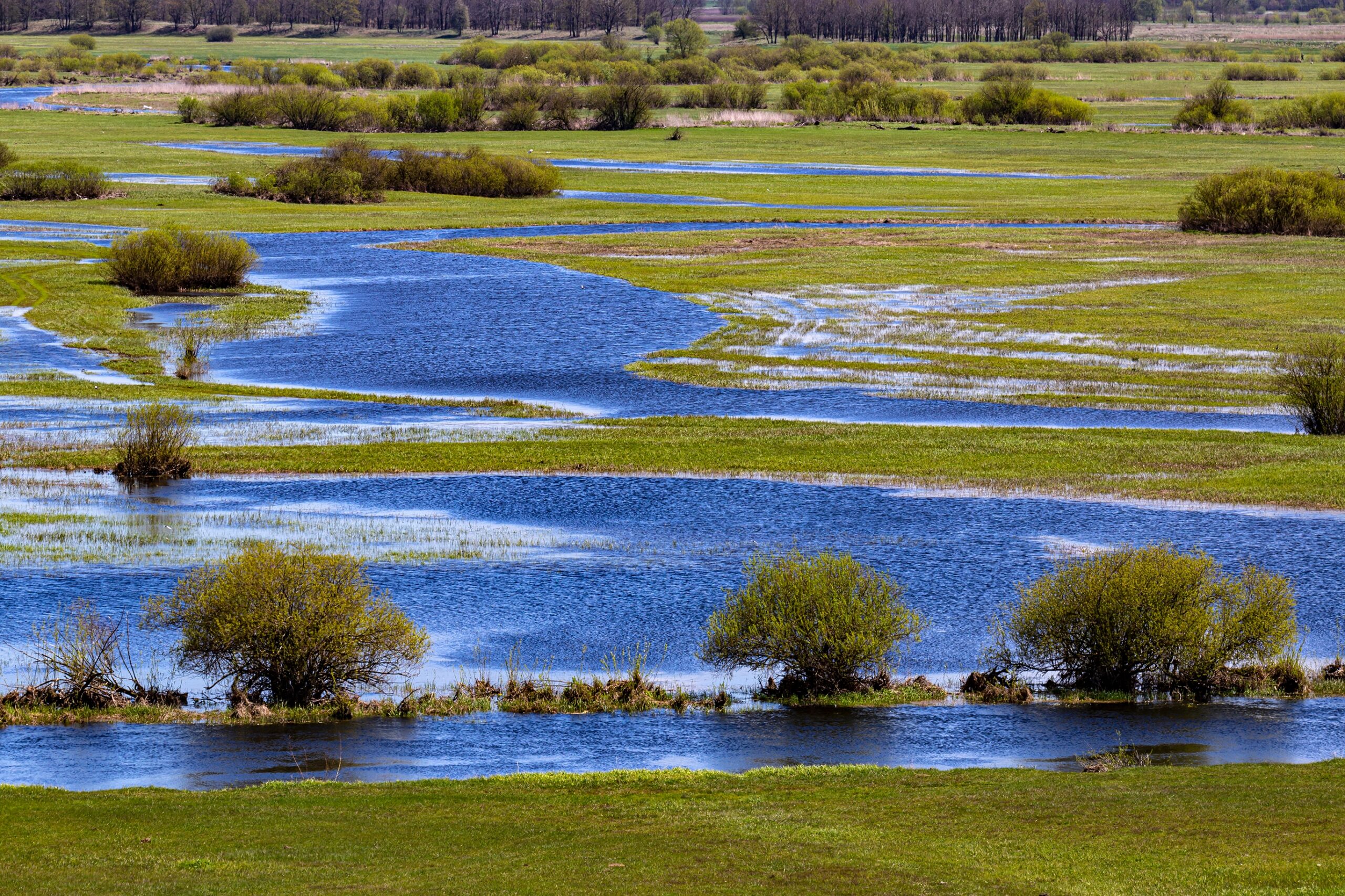 Biebrza Marshes, Poland