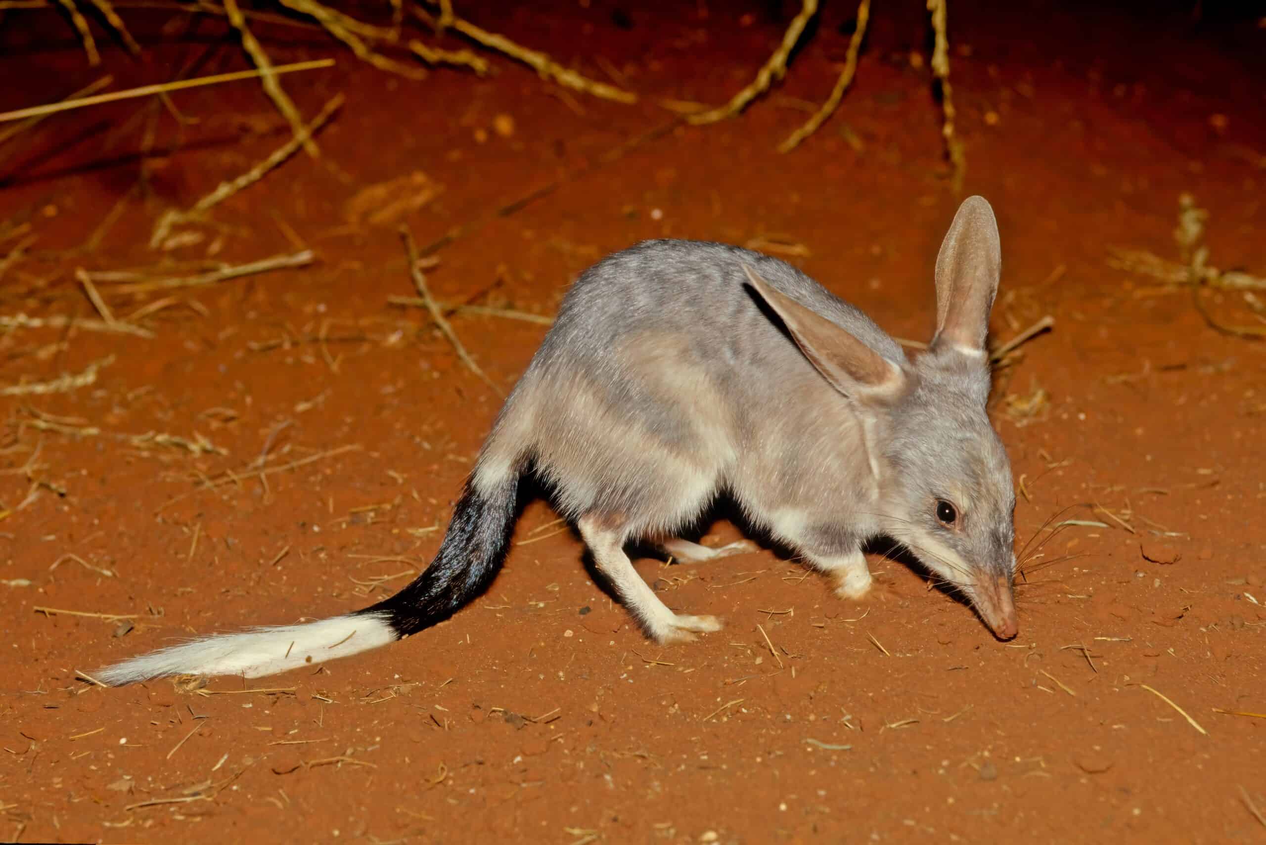 Bilby