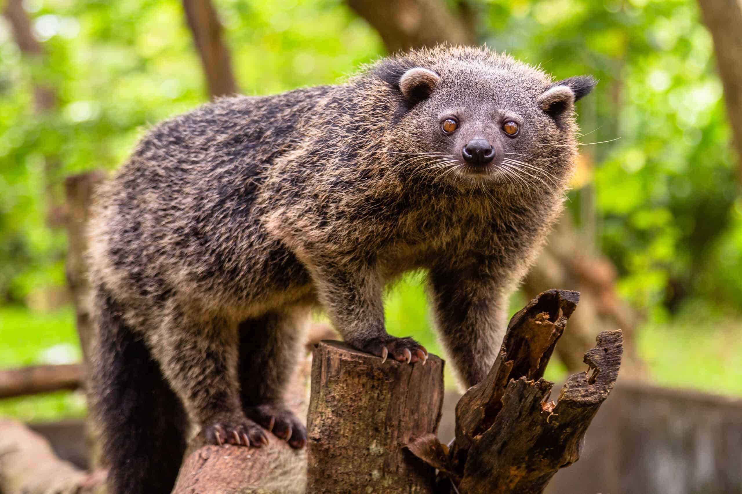 Binturong