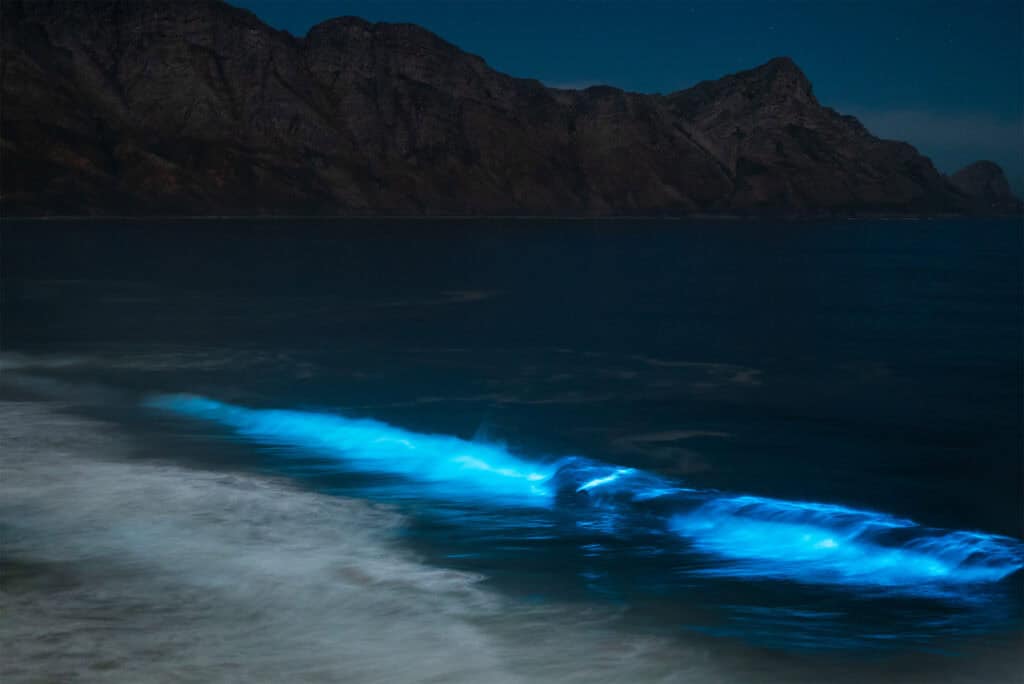 Bioluminescent Waves