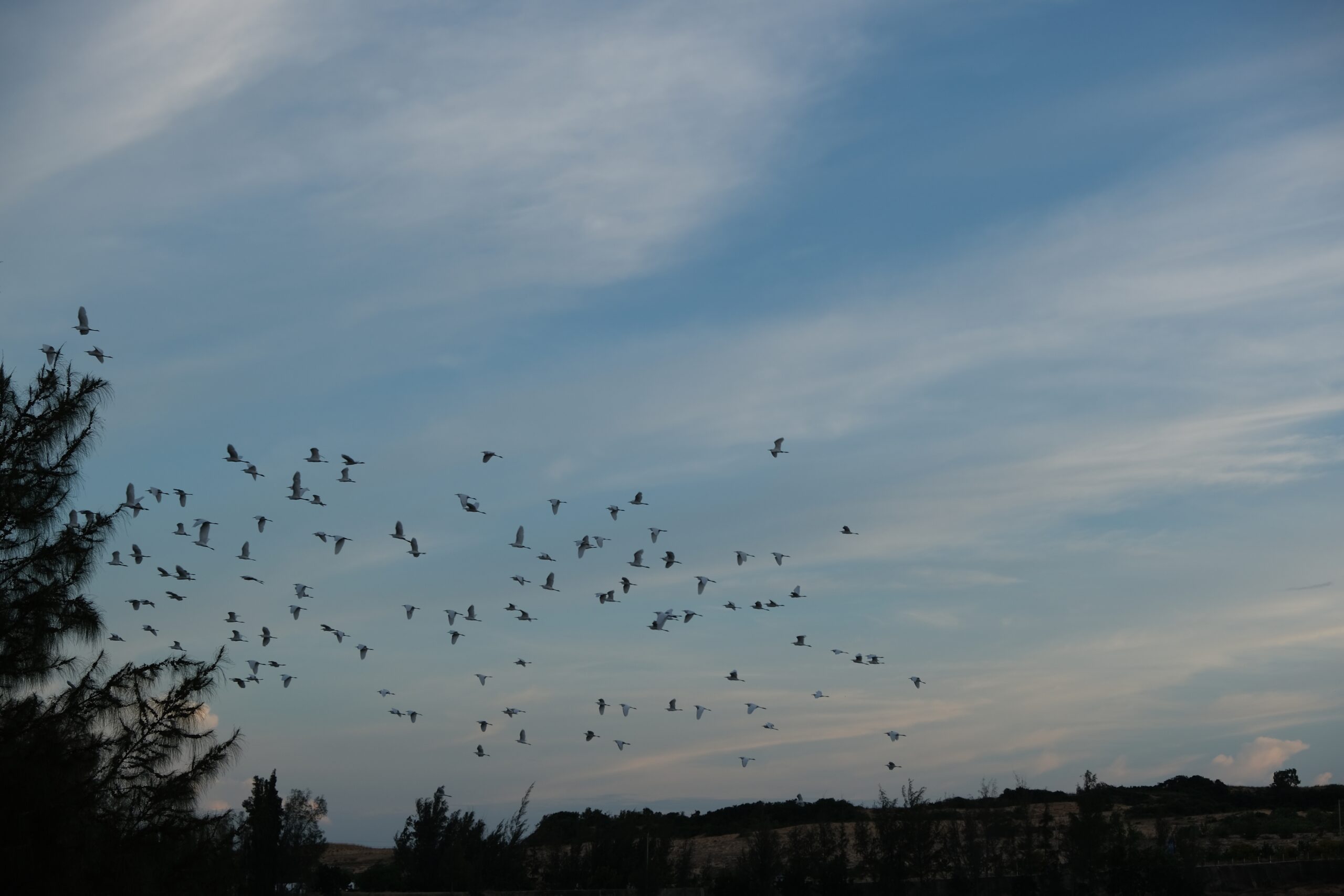 Birds Flying Into Your Home