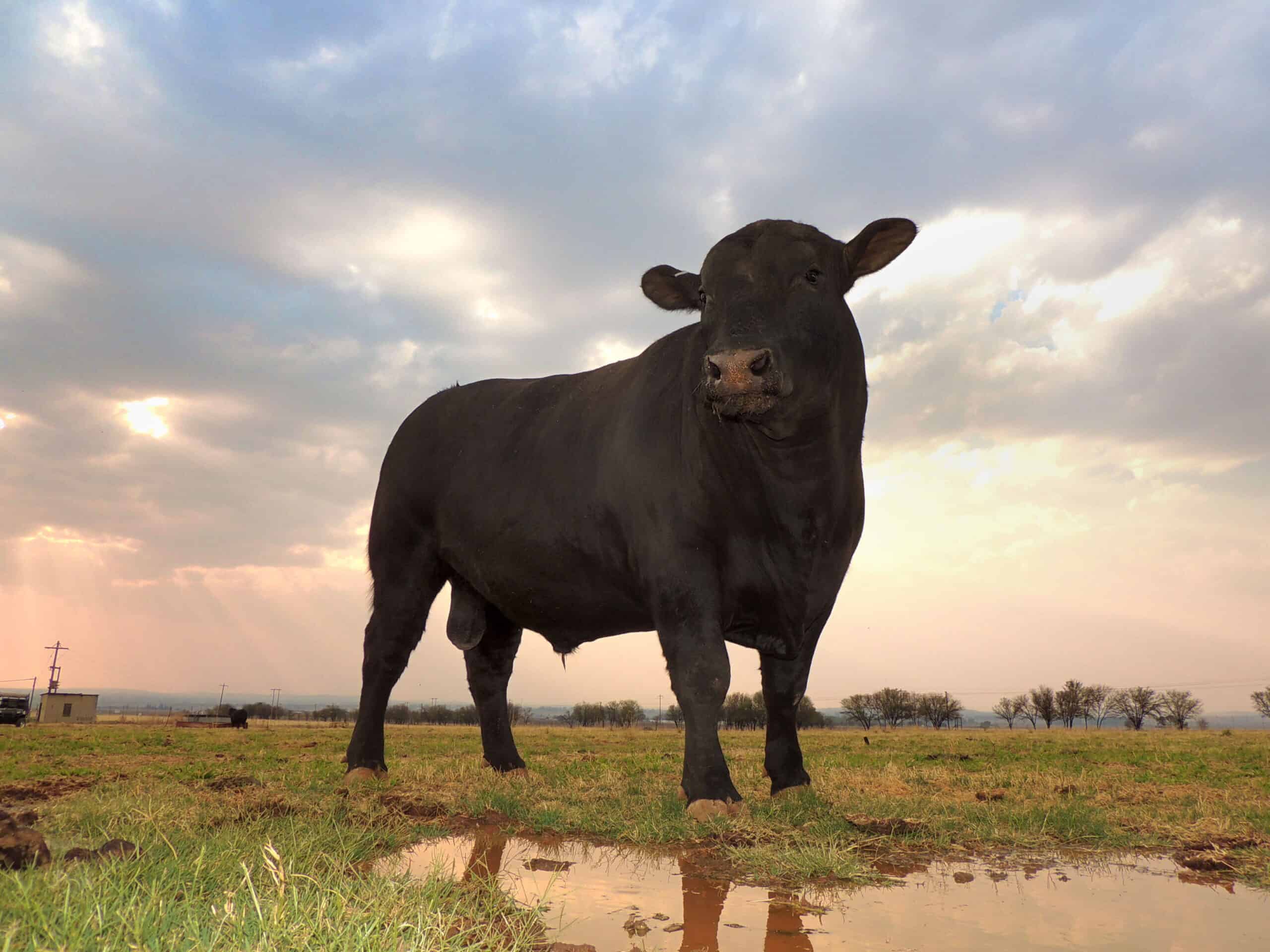 Black Angus Bull